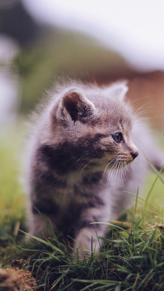 Download mobile wallpaper Cats, Cat, Kitten, Animal, Baby Animal for free.