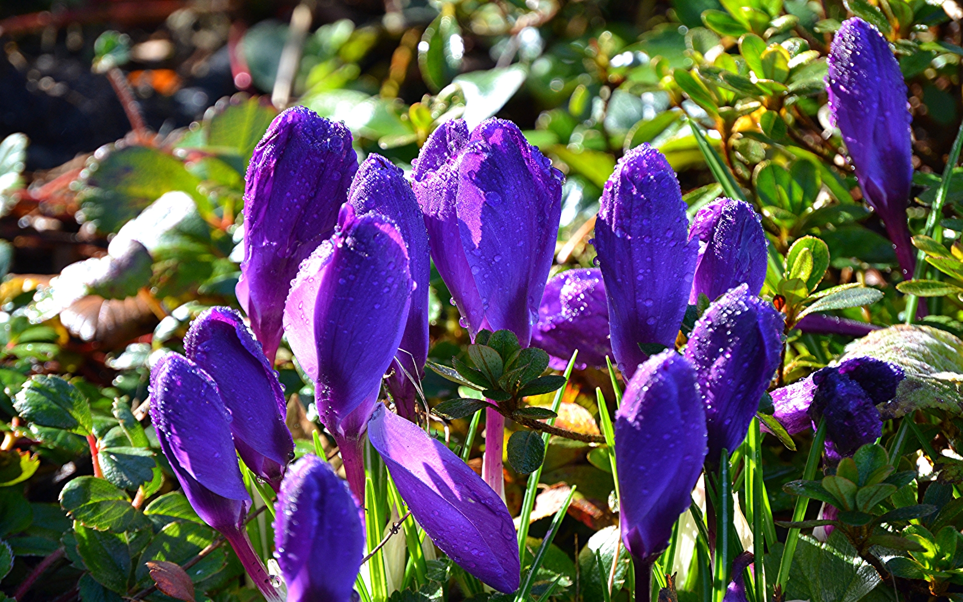 Baixe gratuitamente a imagem Flores, Açafrão, Terra/natureza na área de trabalho do seu PC