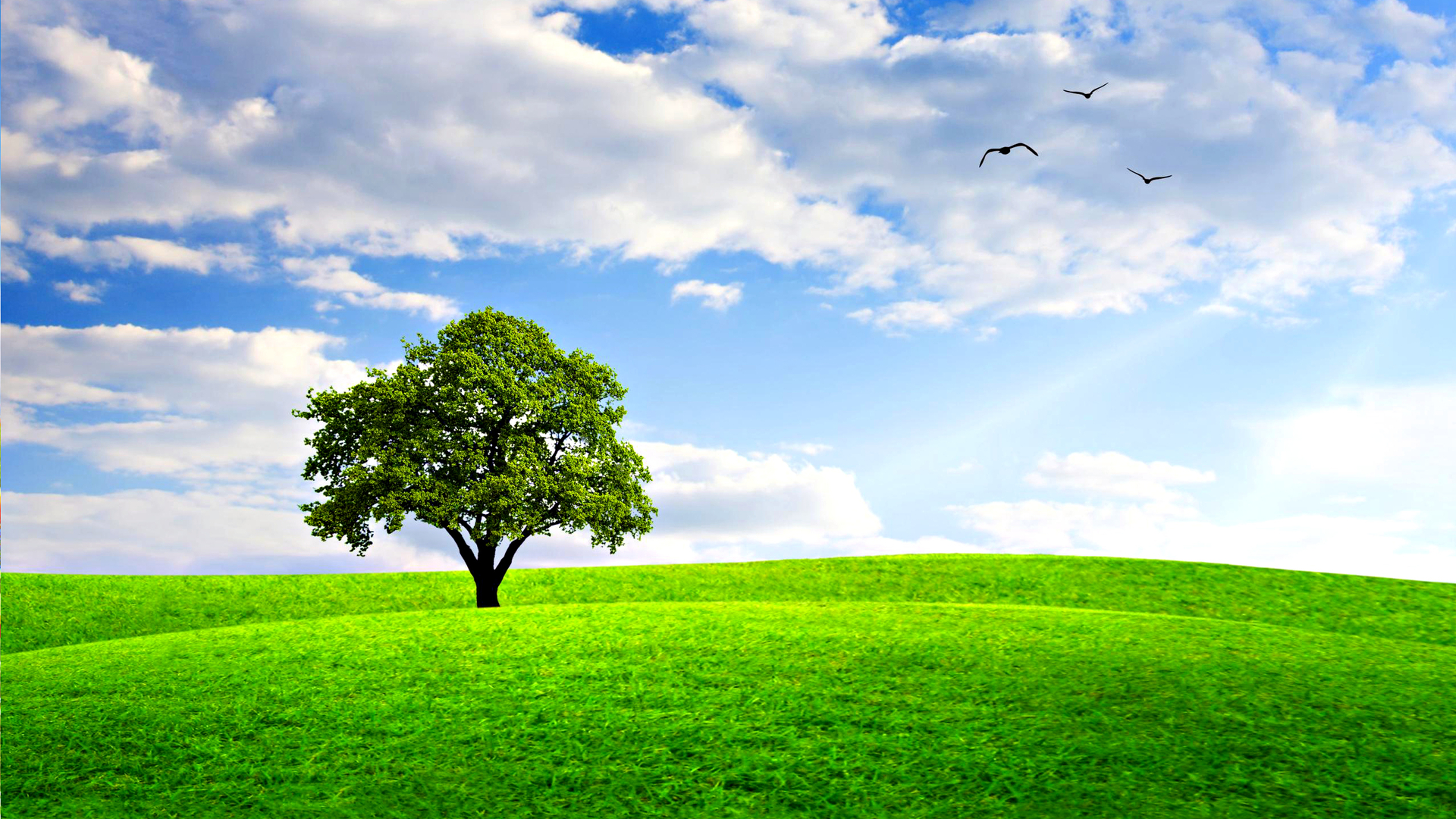 Free download wallpaper Trees, Grass, Tree, Earth, Field on your PC desktop