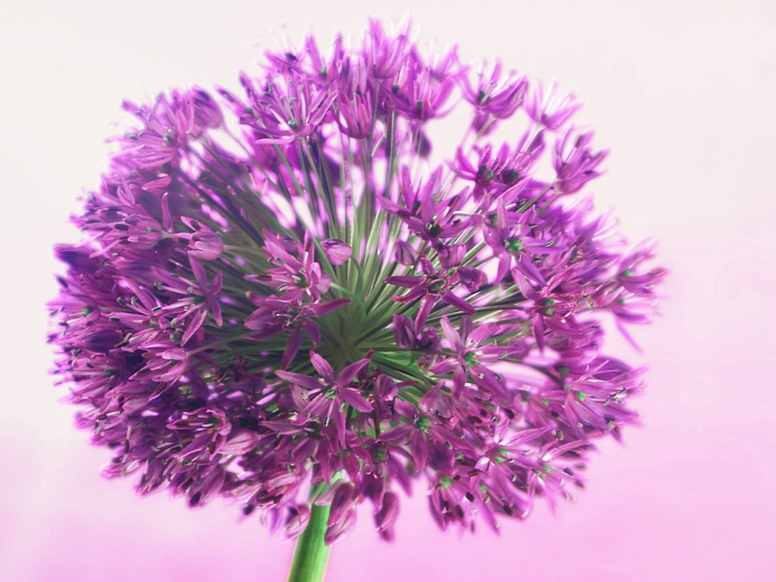 Téléchargez gratuitement l'image Herbe, Planter, Macro, Fleur, Plante, Pétales sur le bureau de votre PC
