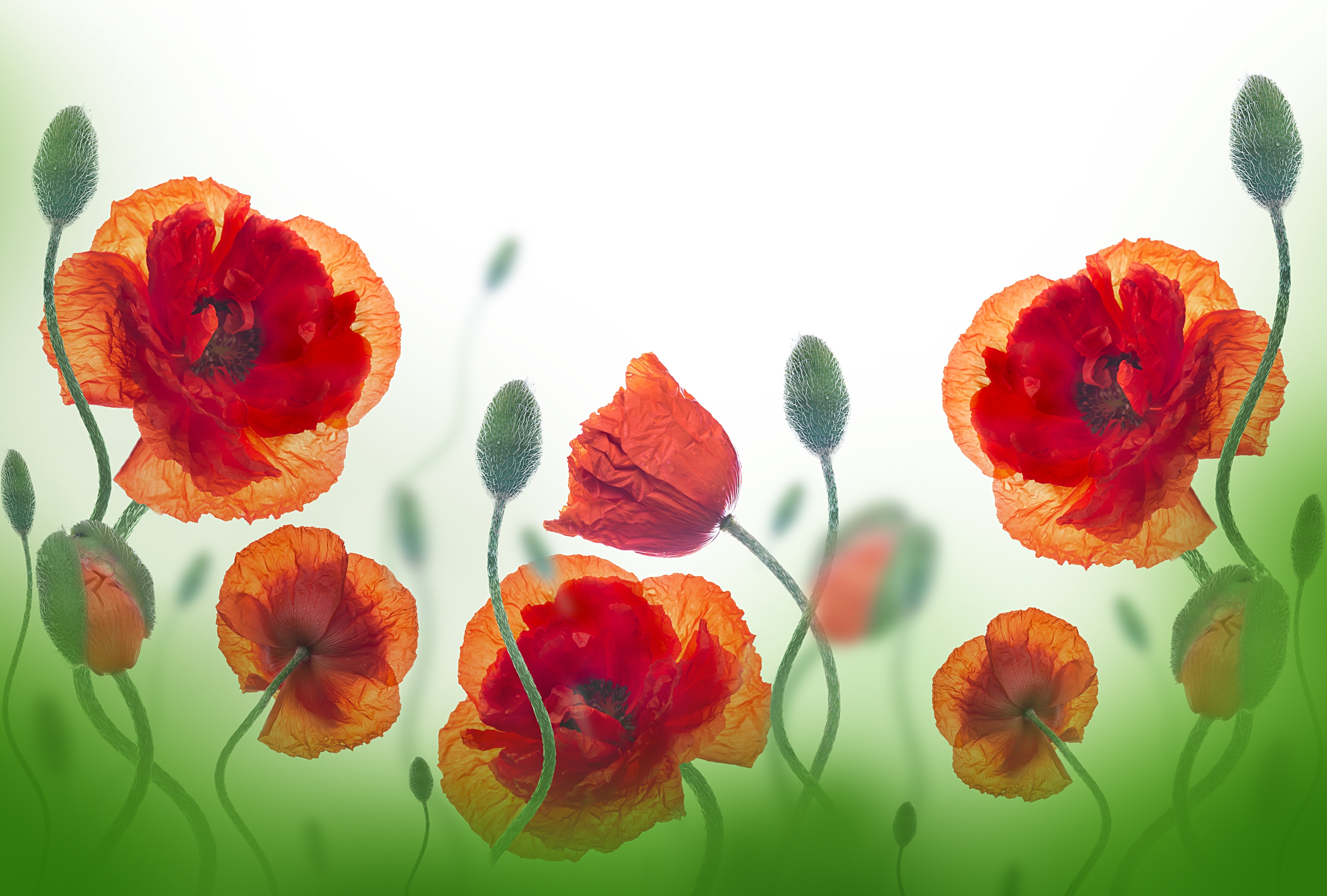 Handy-Wallpaper Blumen, Mohn, Sommer, Blume, Rote Blume, Erde/natur kostenlos herunterladen.