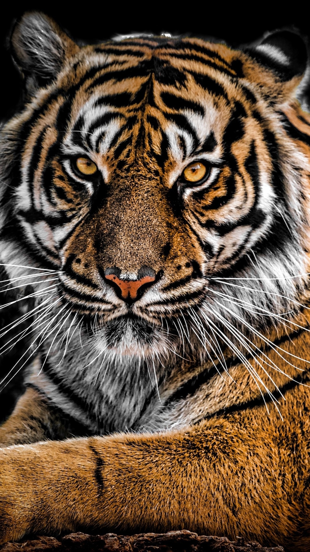 Скачать картинку Животные, Тигр, Кошки, Сибирский Тигр в телефон бесплатно.