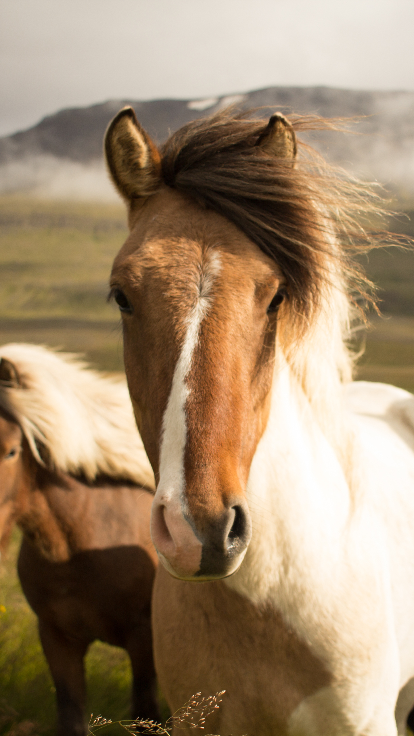 Handy-Wallpaper Tiere, Hauspferd, Starren kostenlos herunterladen.