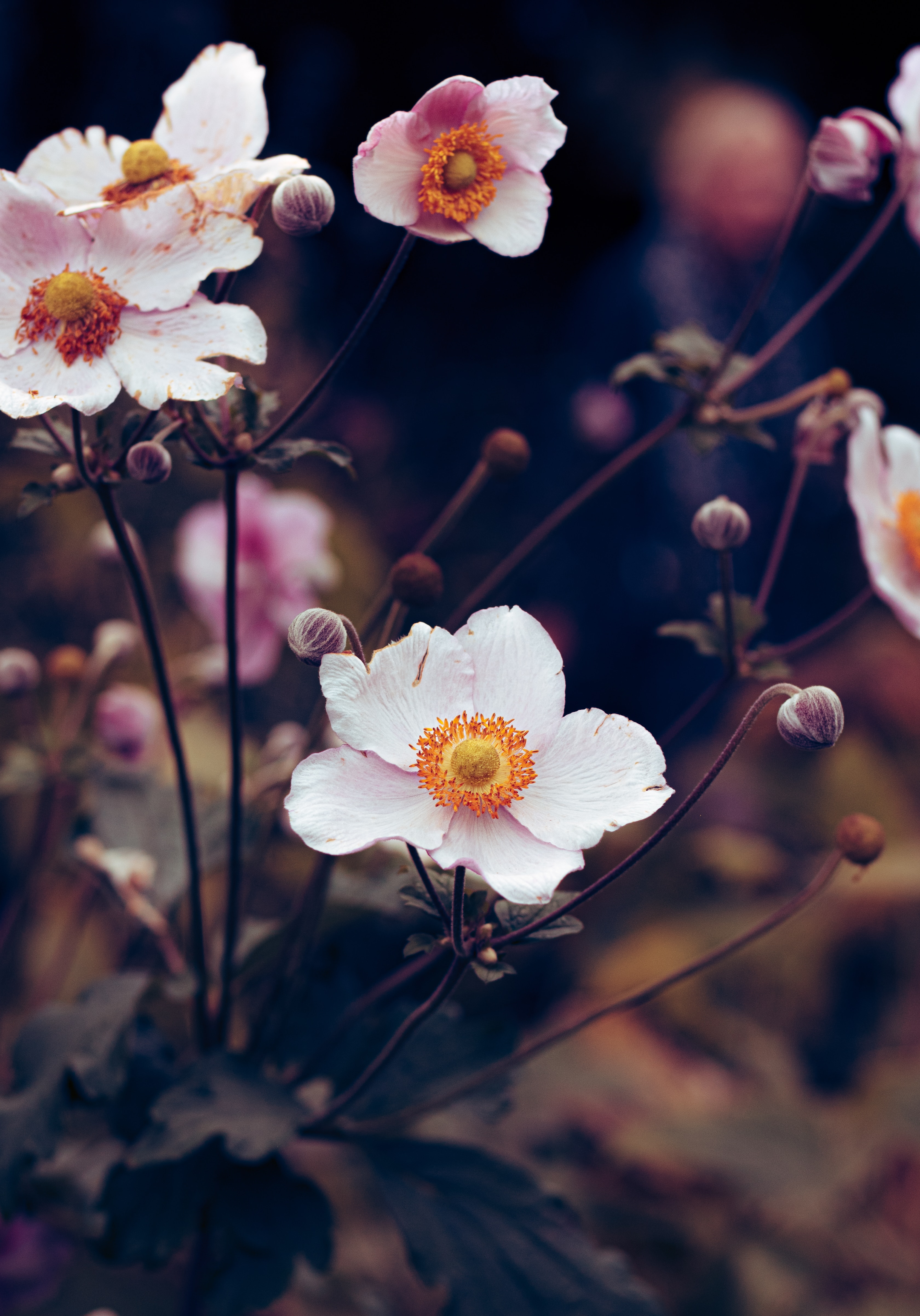 80117 скачать картинку цветение, растение, цветы, цветок, белый, анемона - обои и заставки бесплатно