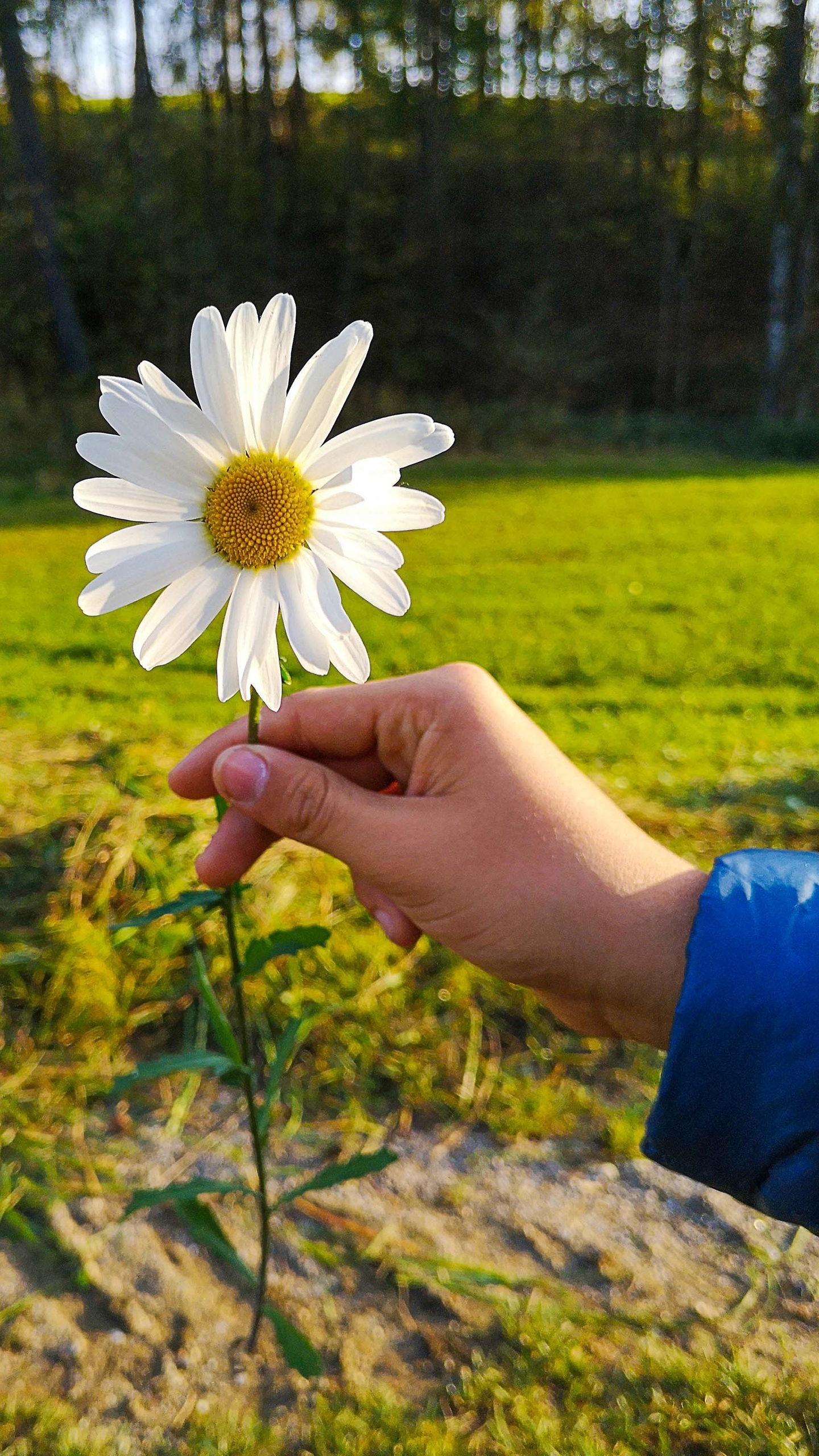 Baixar papel de parede para celular de Flores, Flor, Terra/natureza gratuito.