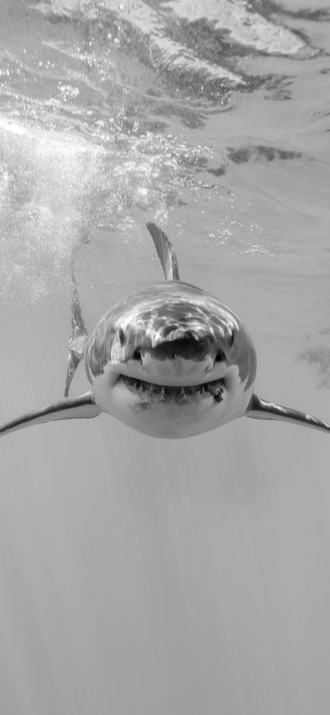 Download mobile wallpaper Sharks, Animal, Underwater, Shark, Black & White, Sea Life for free.