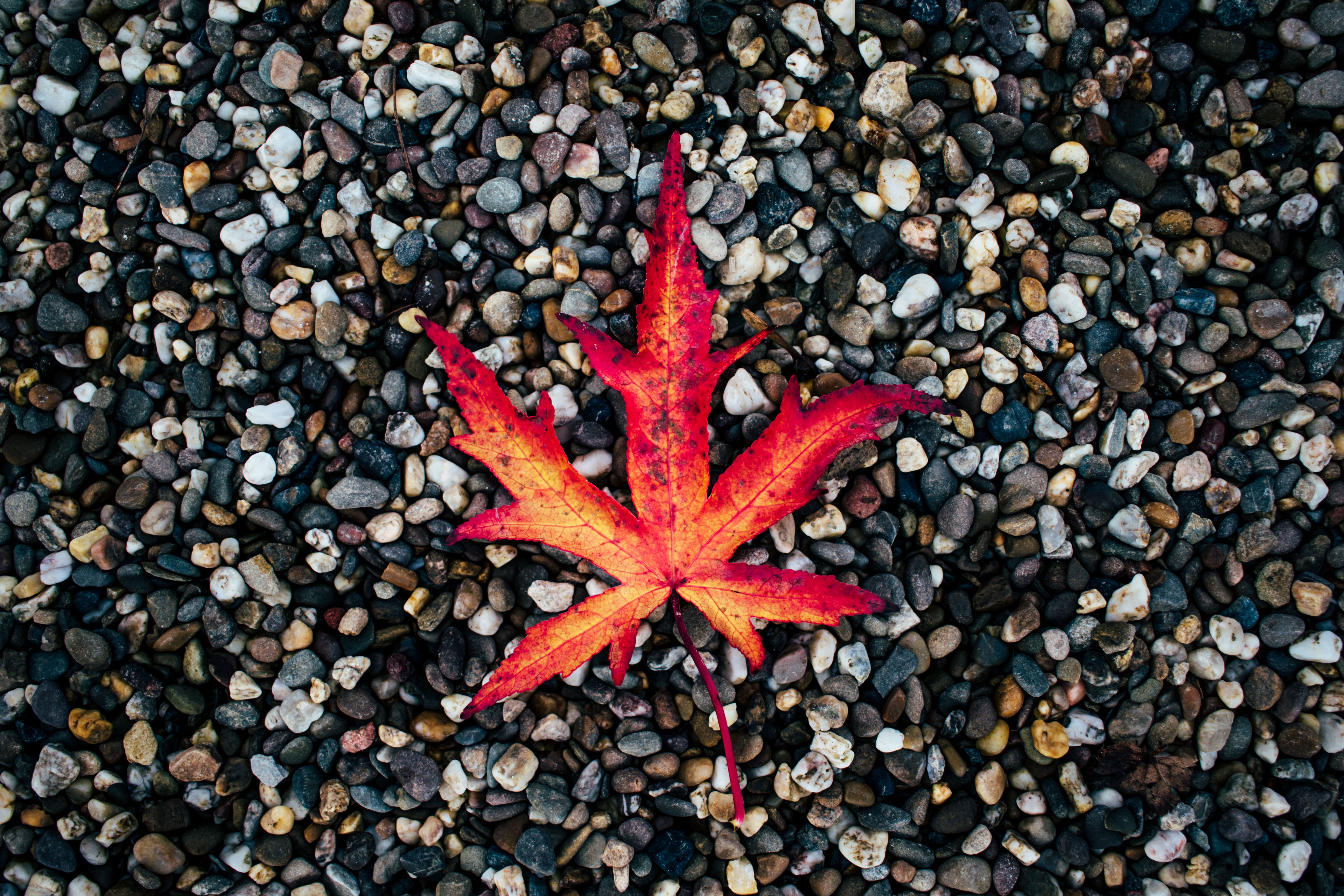 leaf, fallen, autumn, nature, stones, sheet iphone wallpaper