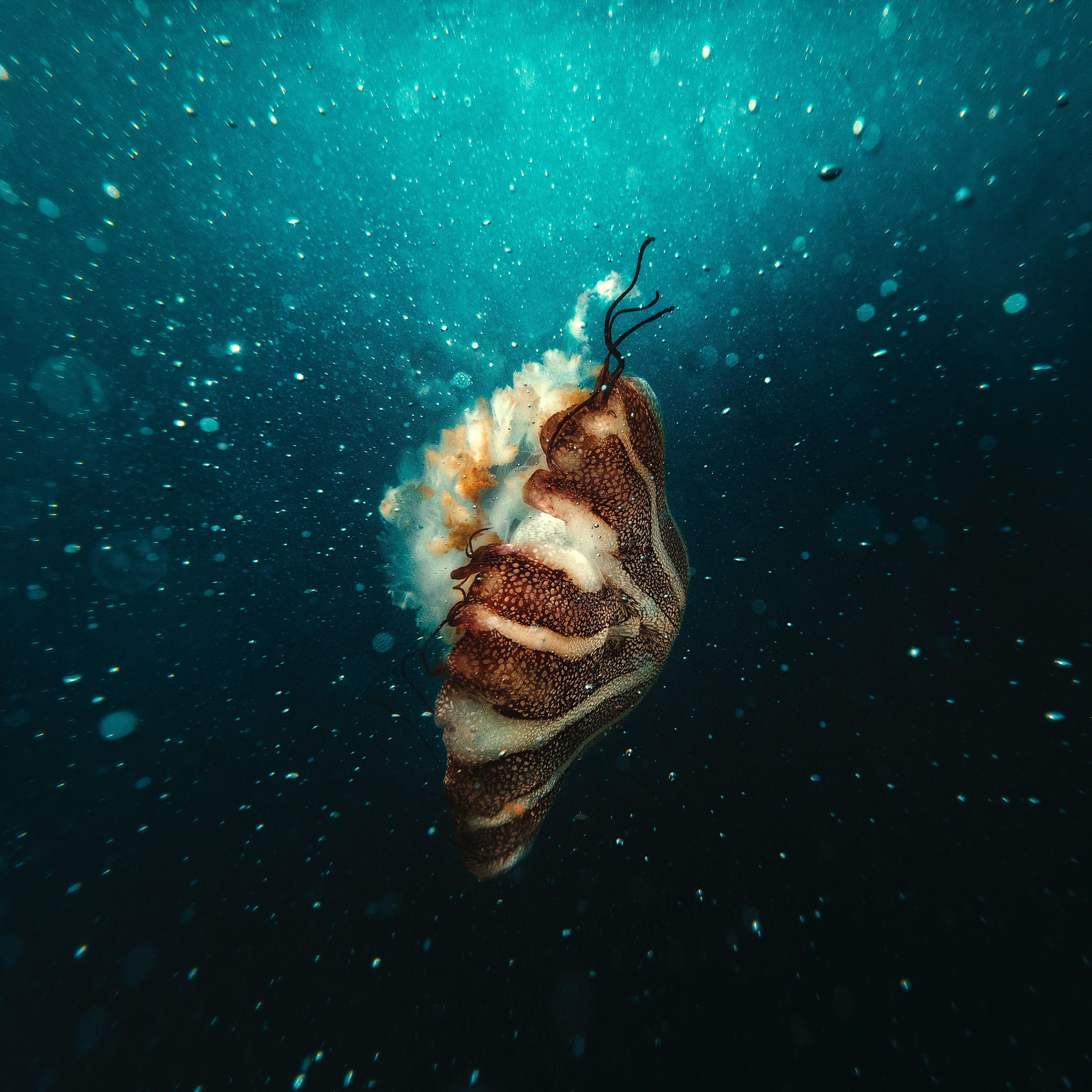 147670 скачать обои подводный мир, под водой, пузыри, медуза, животные - заставки и картинки бесплатно