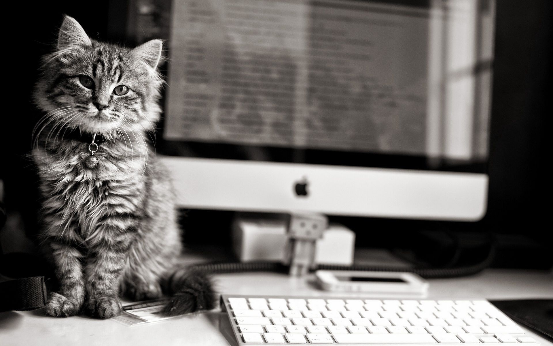 kitty, computer, animals, fluffy, kitten, table