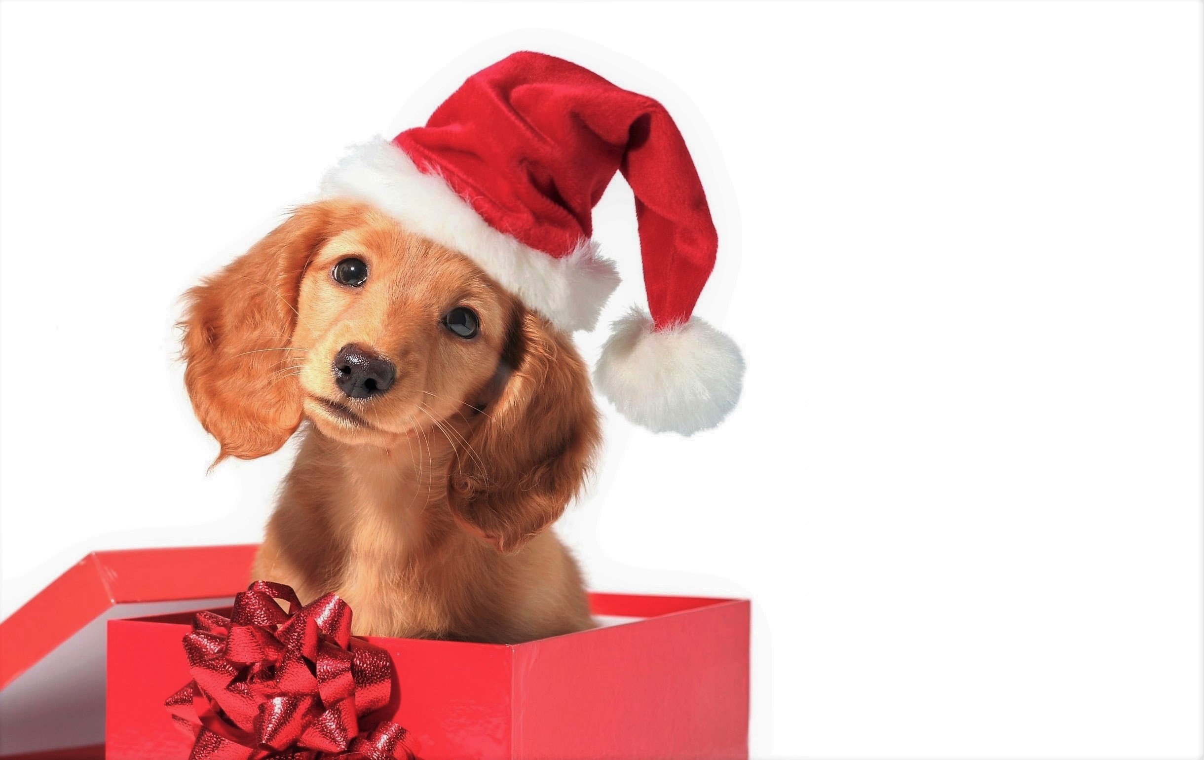 874803 скачать обои праздничные, рождество, детеныш животного, коробка, милые, собака, подарки, щенок, шляпа санты - заставки и картинки бесплатно