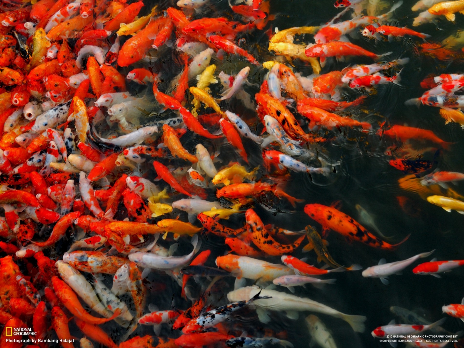 Laden Sie das Fische, Fisch, Tiere-Bild kostenlos auf Ihren PC-Desktop herunter