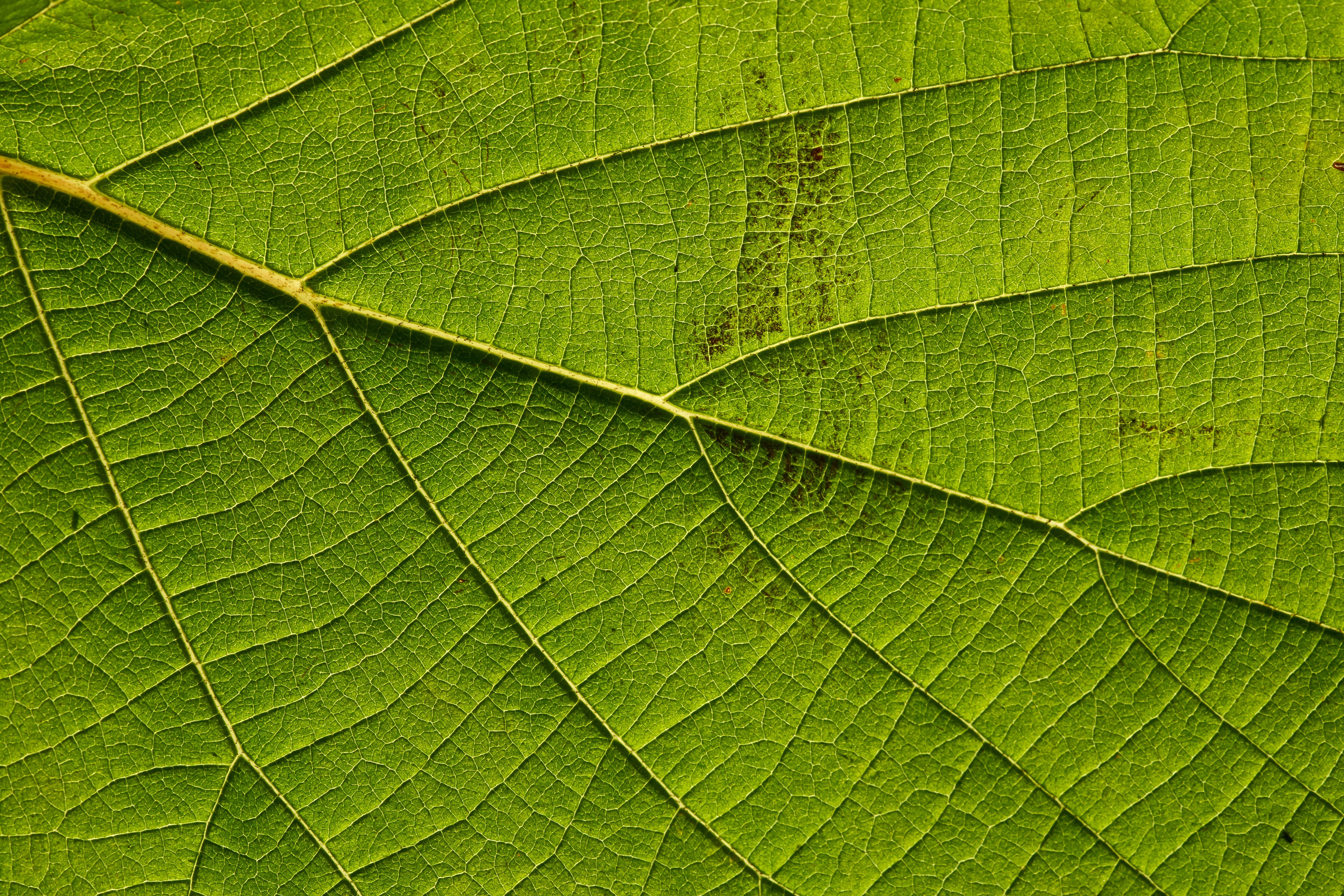 Téléchargez des papiers peints mobile Macro, Feuille, Photographie gratuitement.