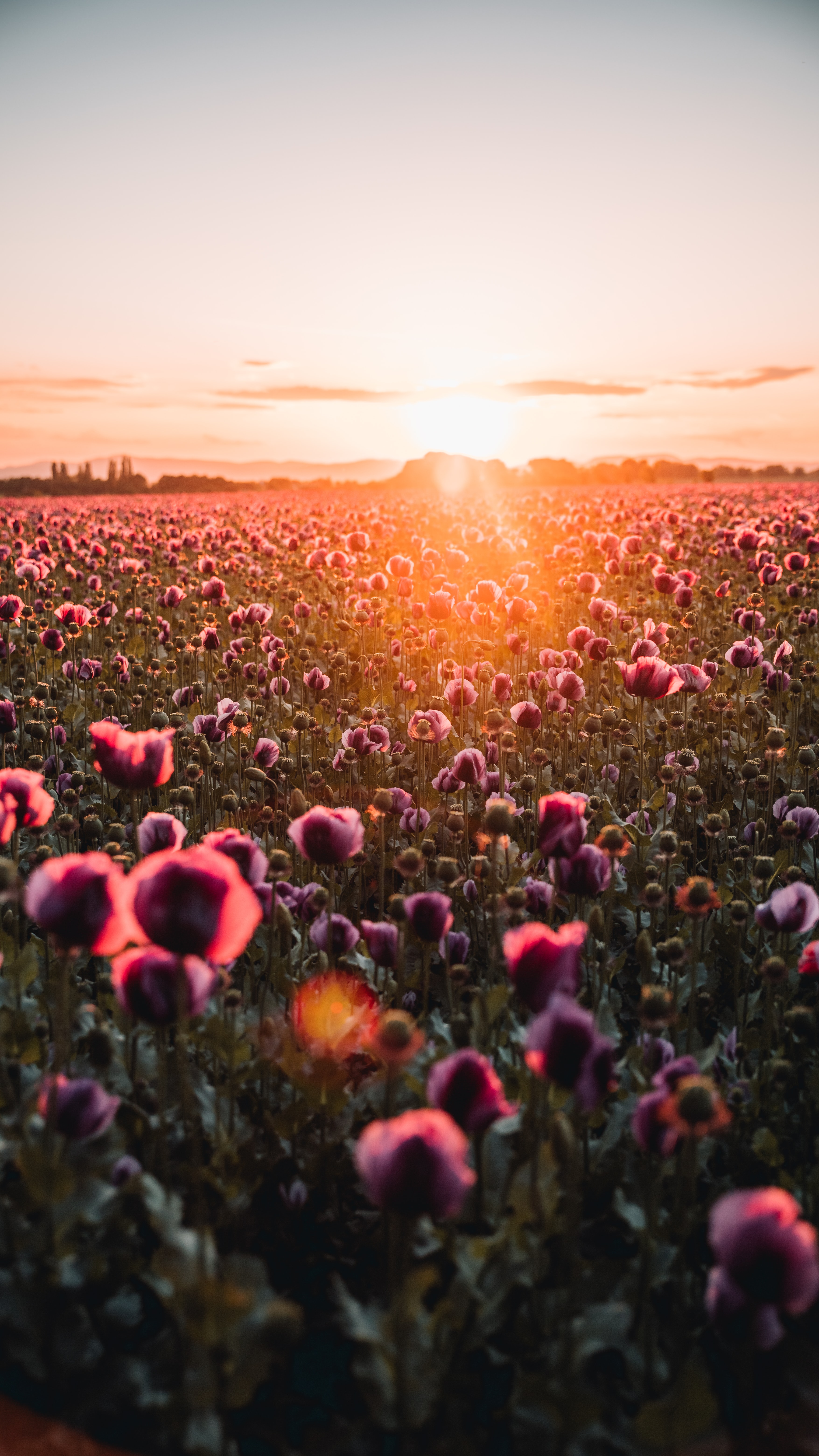 Full HD sunset, flowers, poppies, beams, rays, dahl, distance, wildflowers