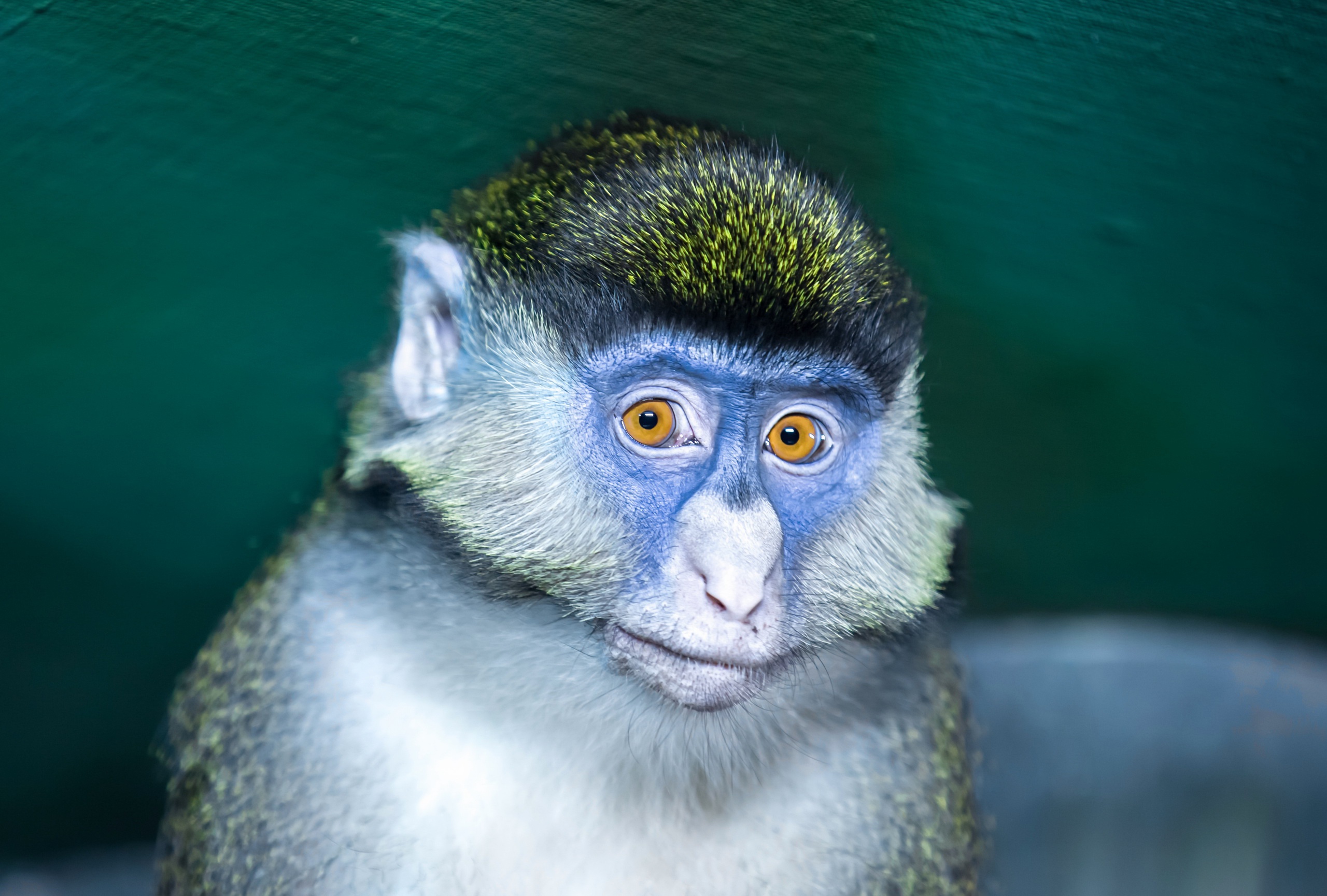 Laden Sie das Tiere, Primas, Affen-Bild kostenlos auf Ihren PC-Desktop herunter
