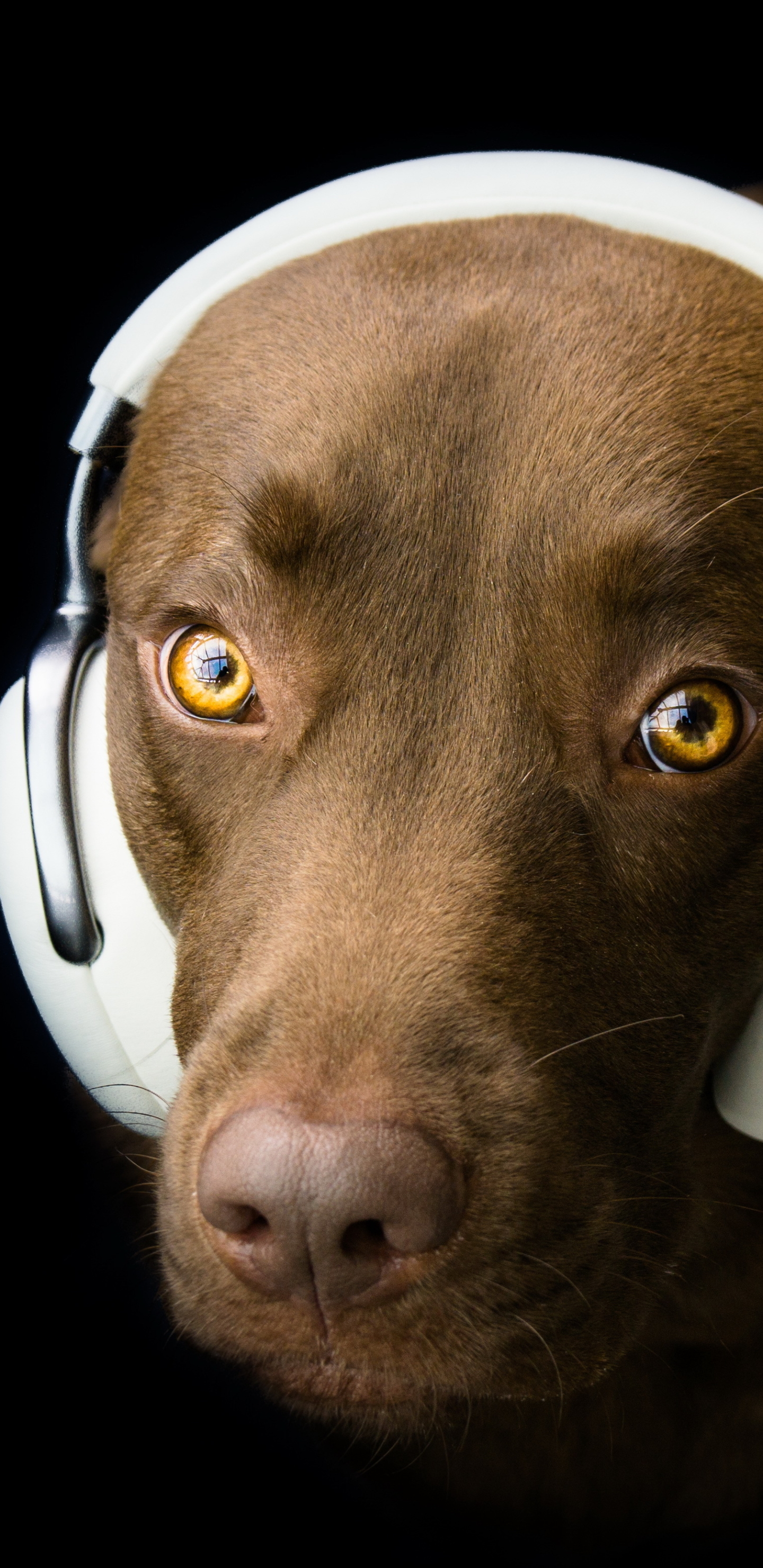 Baixe gratuitamente a imagem Animais, Cães, Fones De Ouvido, Cão na área de trabalho do seu PC