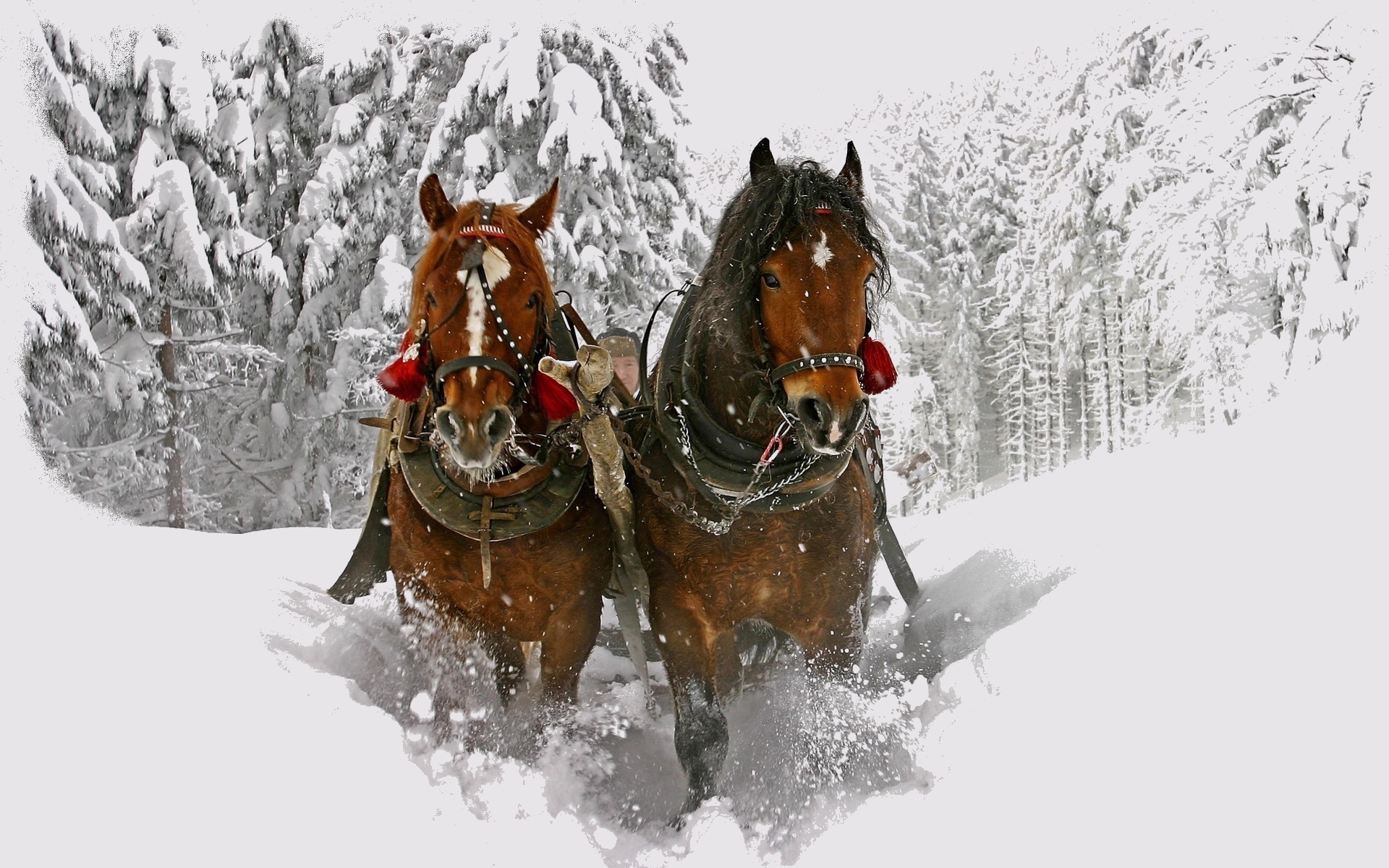PCデスクトップに動物, 雪, 冬, 馬画像を無料でダウンロード