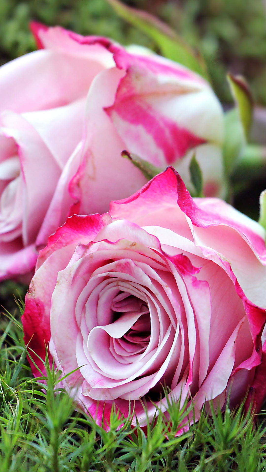 Download mobile wallpaper Flowers, Grass, Rose, Earth, Pink Flower for free.