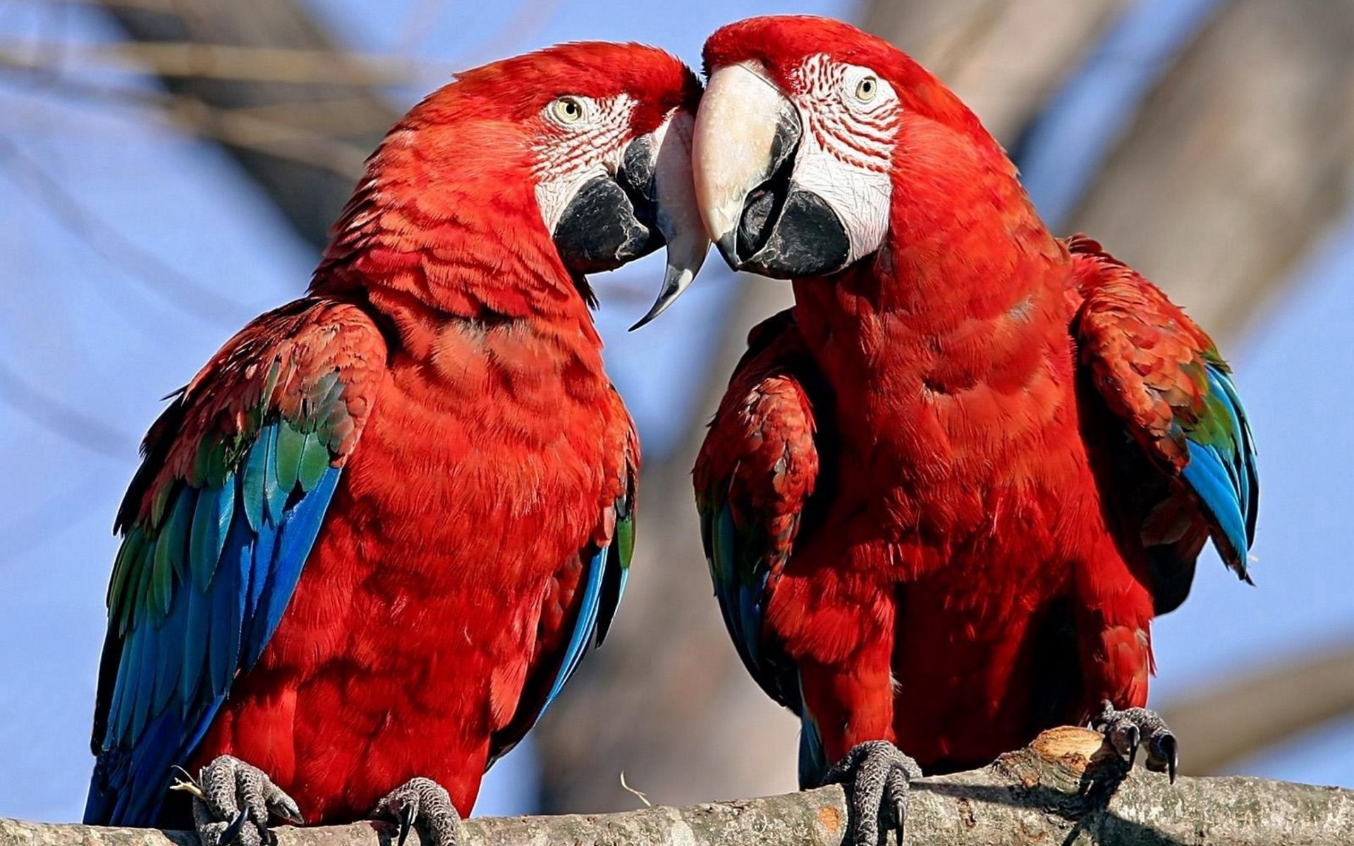 Free download wallpaper Animals, Color, Pair, Care, Tenderness, Feather, Couple, Parrots on your PC desktop