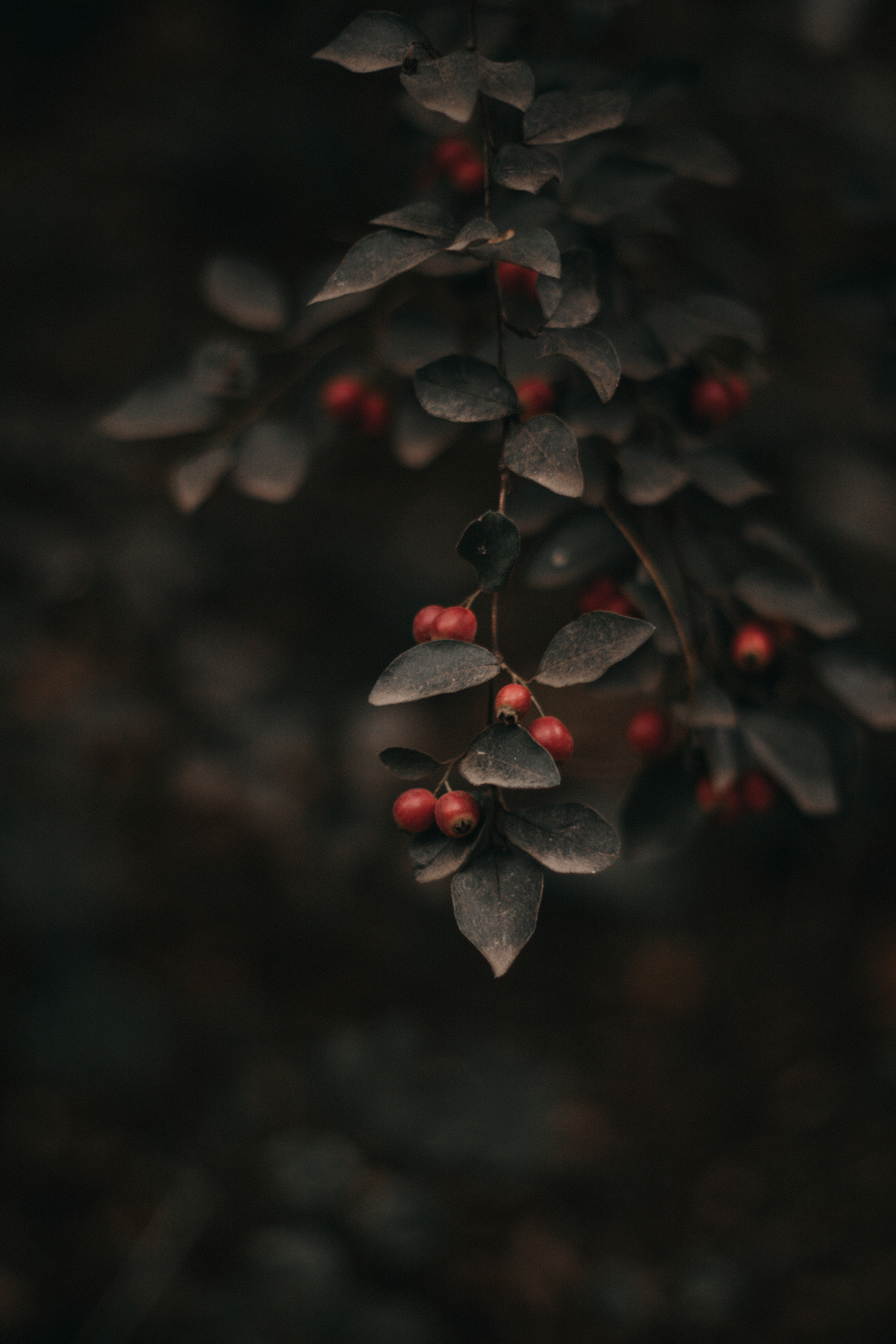 focus, nature, leaves, bush, branch, berry download HD wallpaper