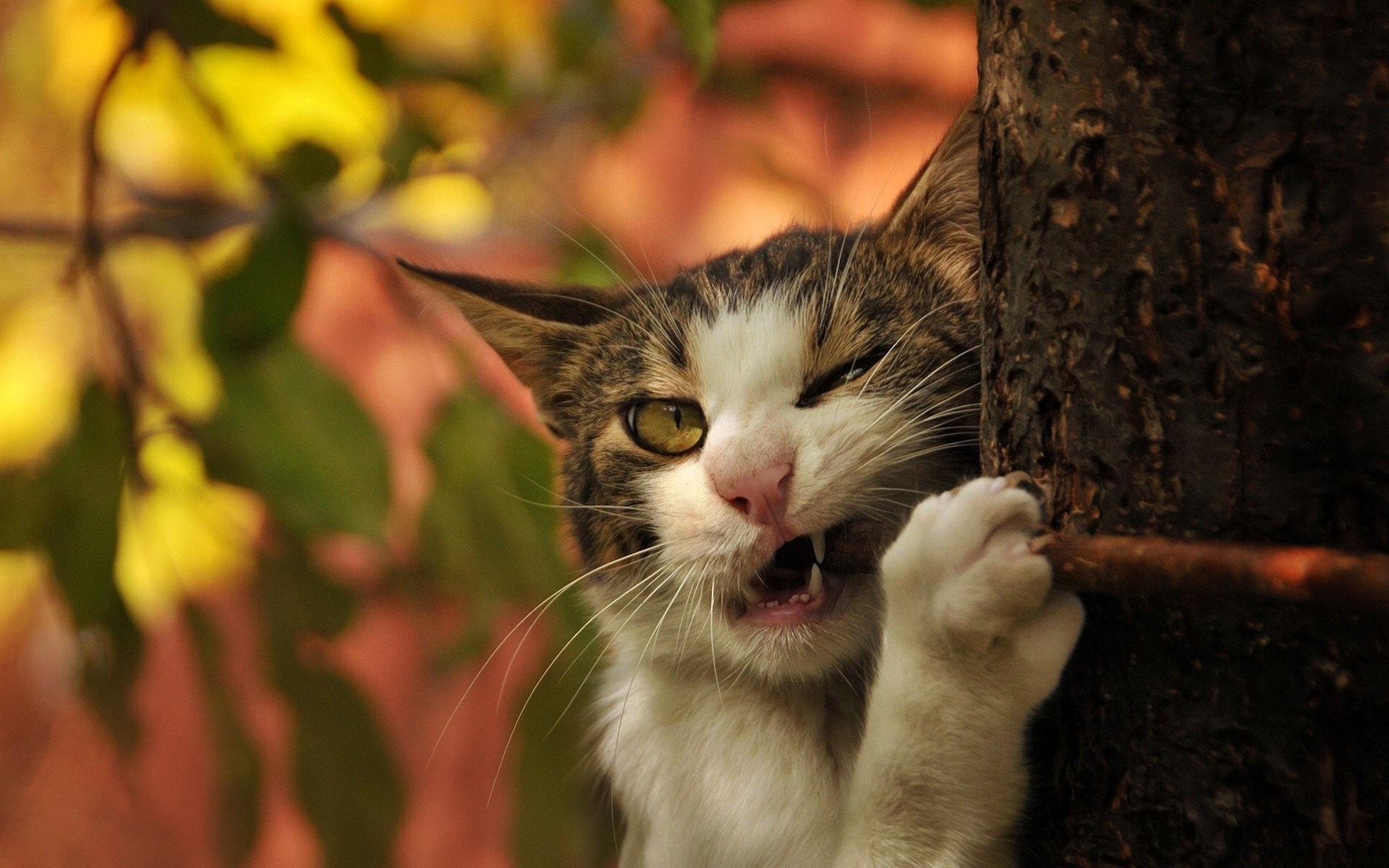 Descarga gratuita de fondo de pantalla para móvil de Gato, Gatos, Animales.