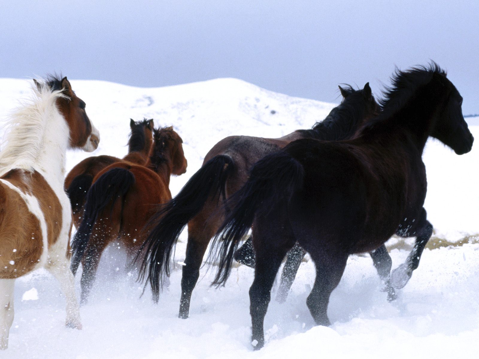 Descarga gratuita de fondo de pantalla para móvil de Animales, Caballo.