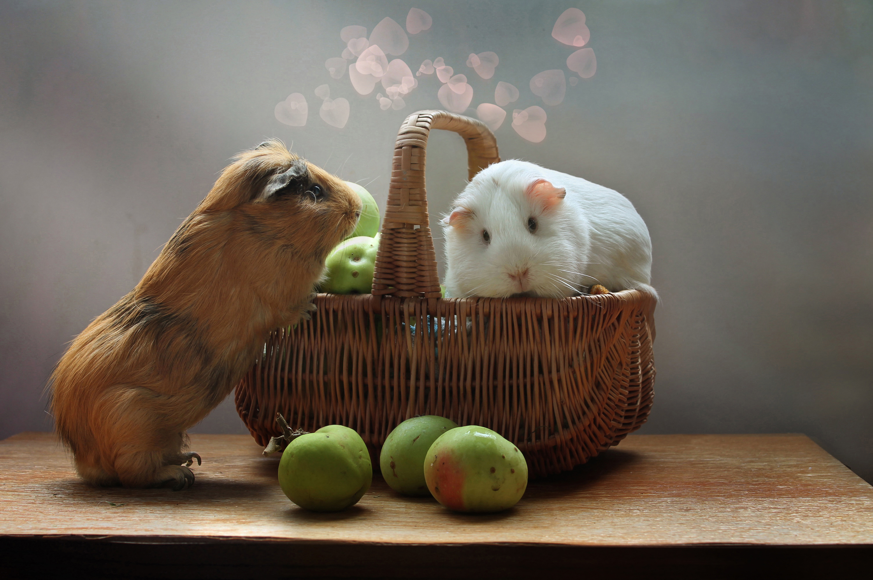 Download mobile wallpaper Animal, Basket, Guinea Pig, Rodent for free.