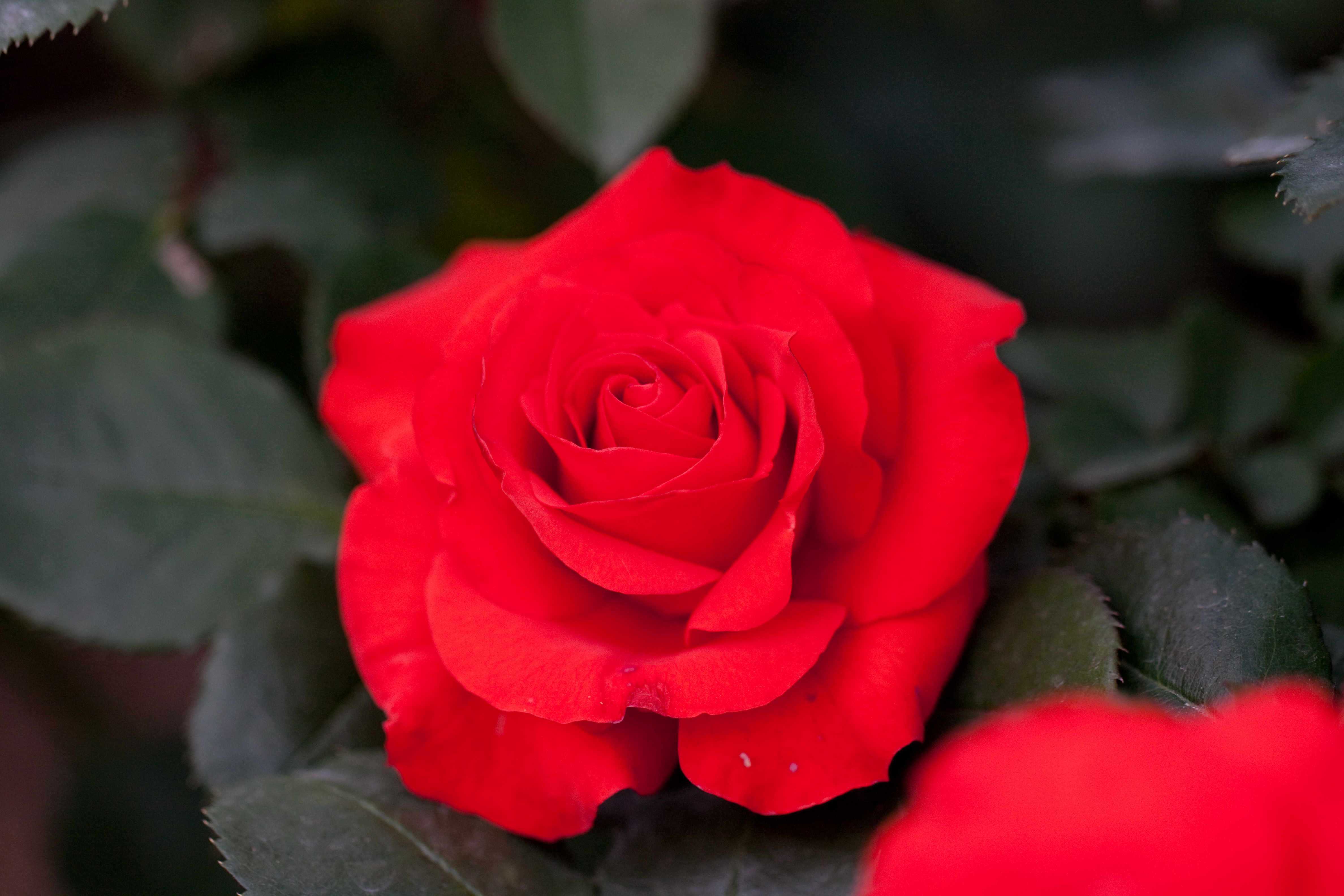 Laden Sie das Blumen, Rose, Erde/natur-Bild kostenlos auf Ihren PC-Desktop herunter