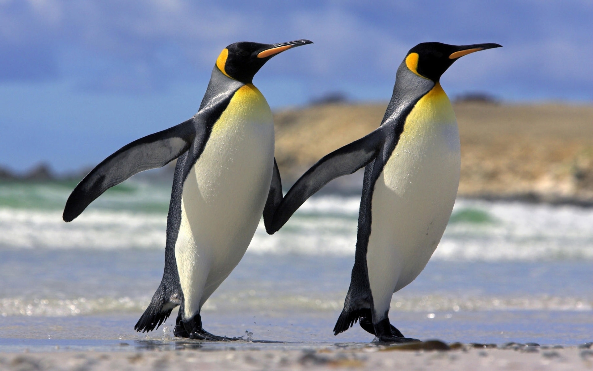 200276壁紙のダウンロード動物, ペンギン, 鳥-スクリーンセーバーと写真を無料で