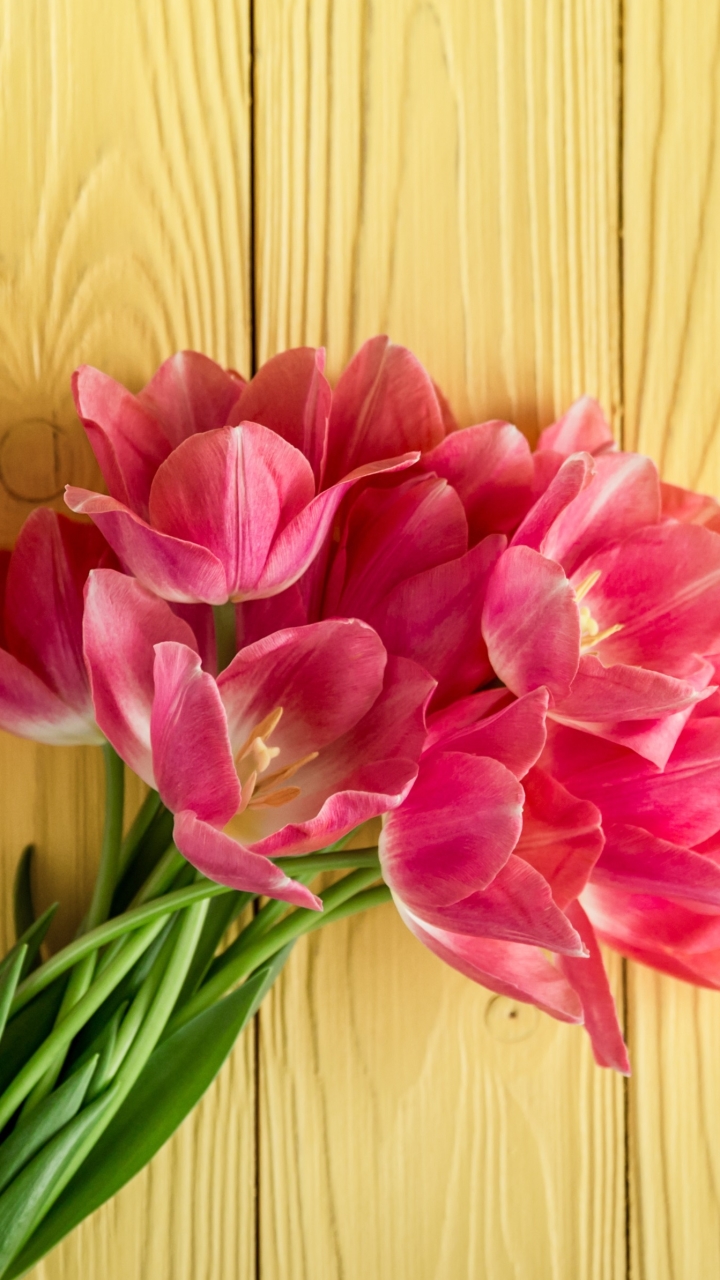 Handy-Wallpaper Feiertage, Blume, Internationaler Frauentag, Pinke Blume kostenlos herunterladen.