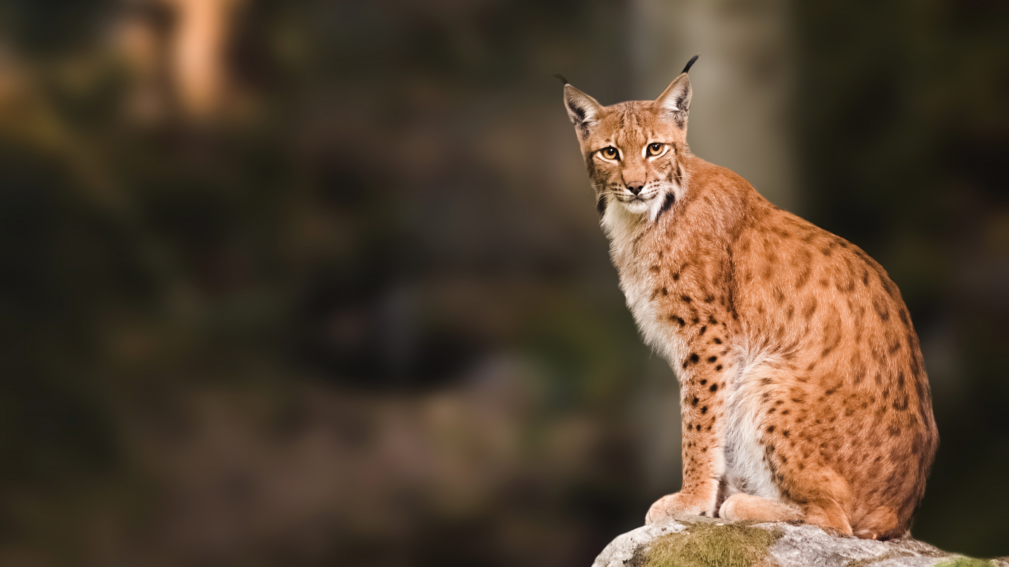 Laden Sie das Tiere, Katzen, Luchs-Bild kostenlos auf Ihren PC-Desktop herunter