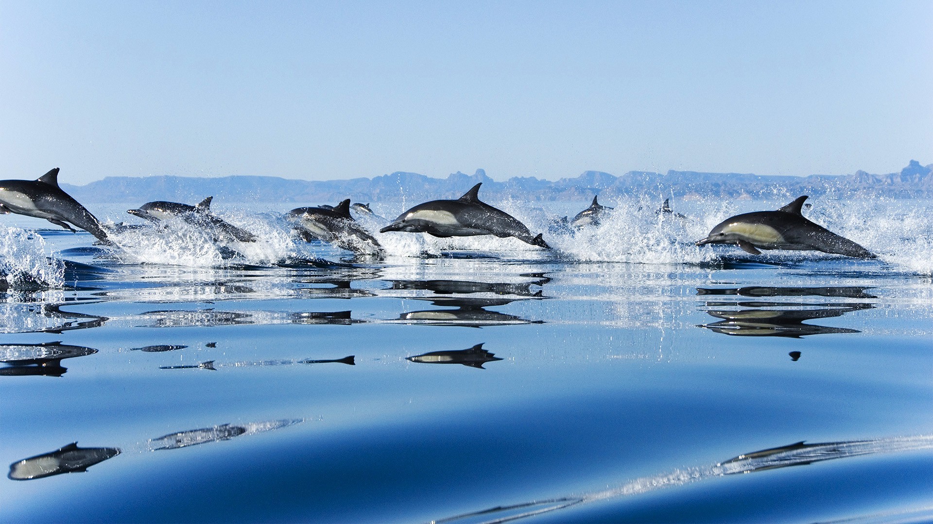 41635 скачать картинку дельфины, животные, синие, пейзаж, море - обои и заставки бесплатно