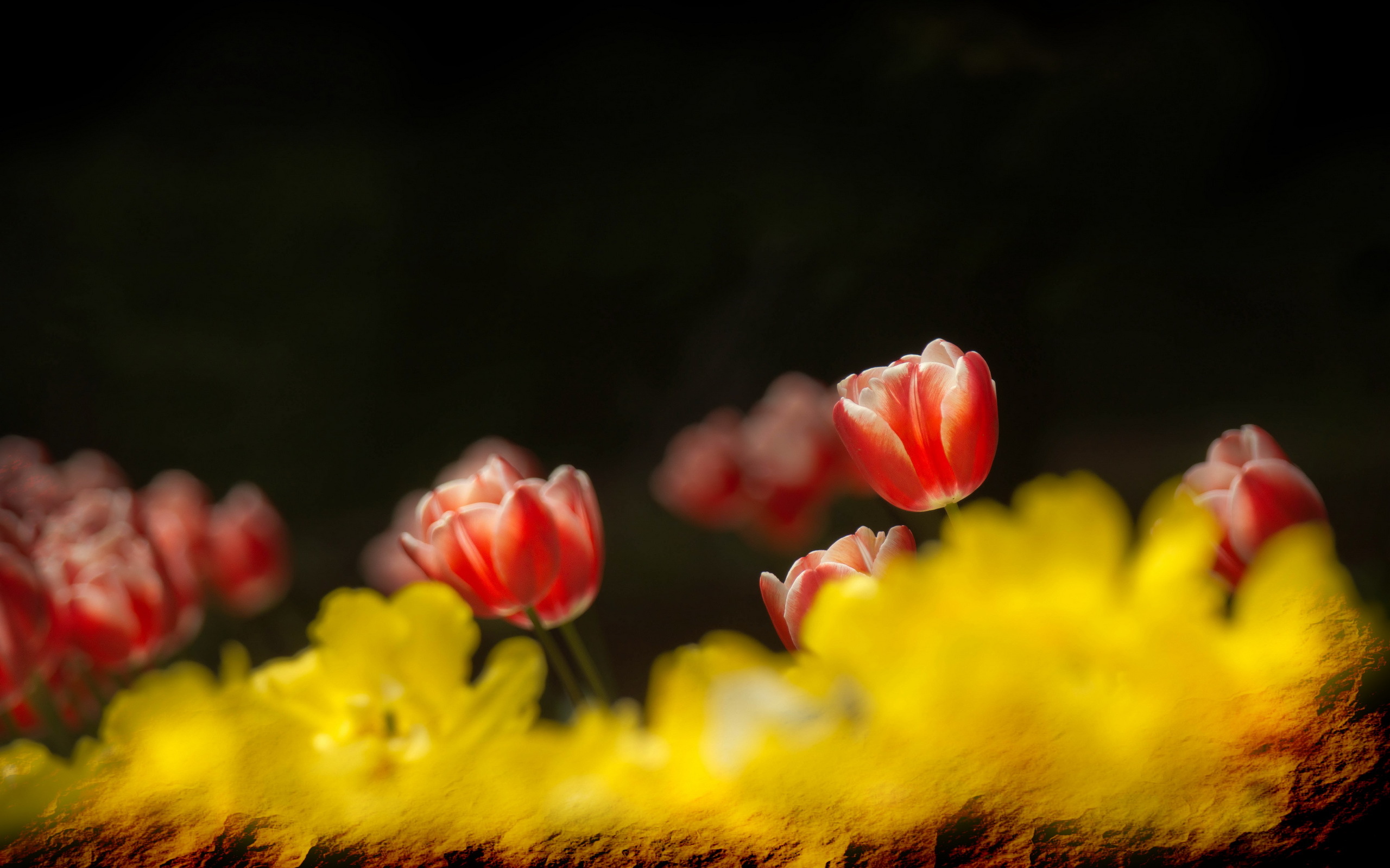 Descarga gratuita de fondo de pantalla para móvil de Tulipán, Flores, Tierra/naturaleza.