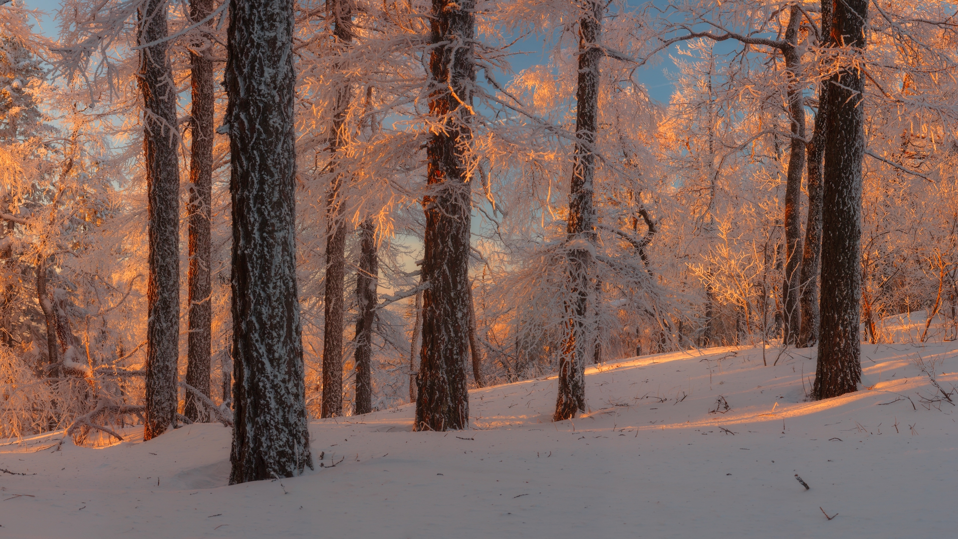 Baixe gratuitamente a imagem Inverno, Neve, Floresta, Árvore, Terra/natureza, Brilho Do Sol na área de trabalho do seu PC