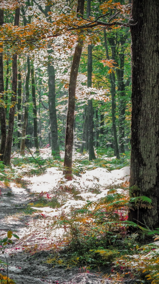 Baixar papel de parede para celular de Natureza, Caminho, Floresta, Árvore, Terra/natureza gratuito.