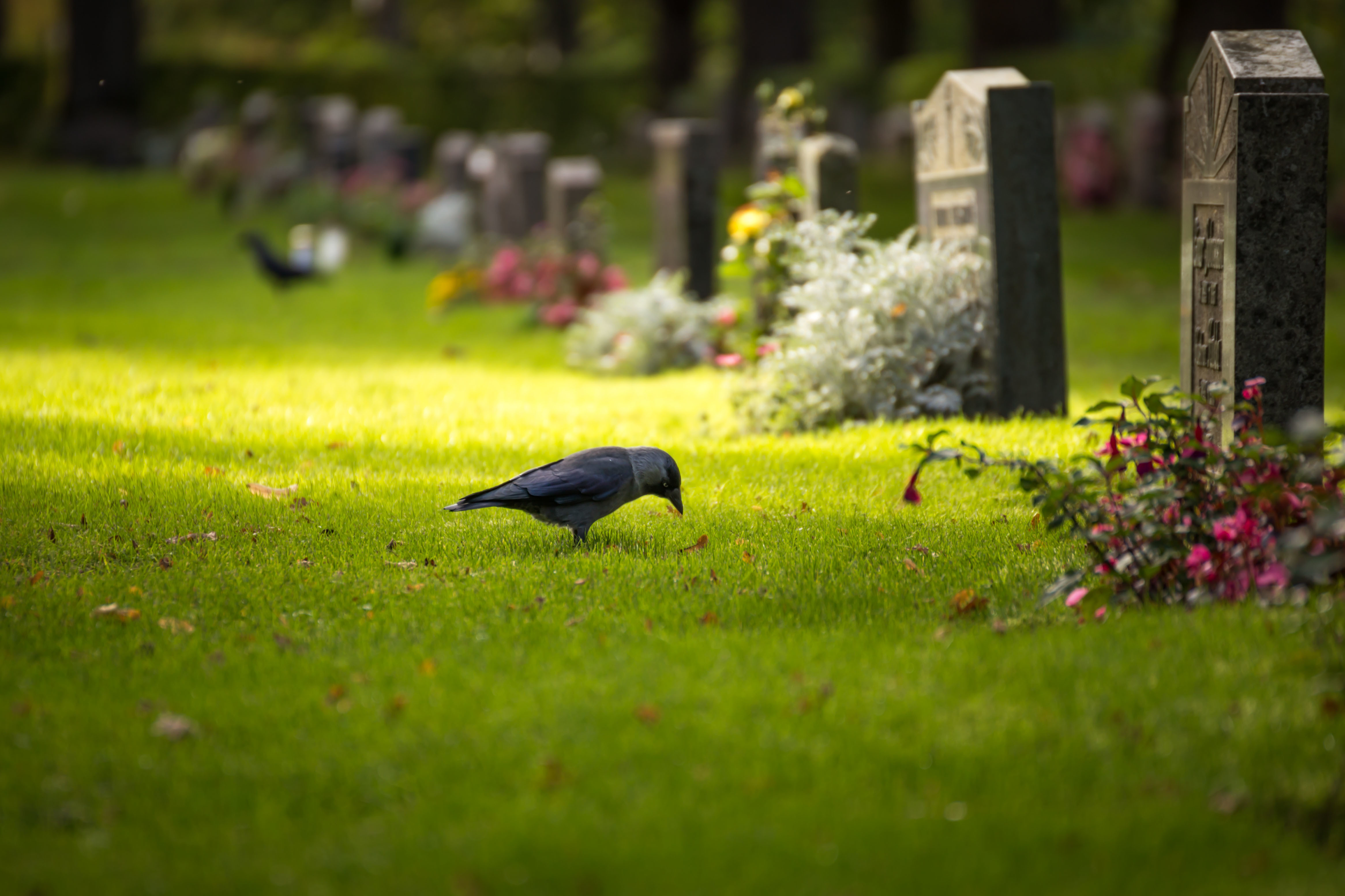 Laden Sie das Tiere, Vögel, Vogel, Gras, Friedhof-Bild kostenlos auf Ihren PC-Desktop herunter