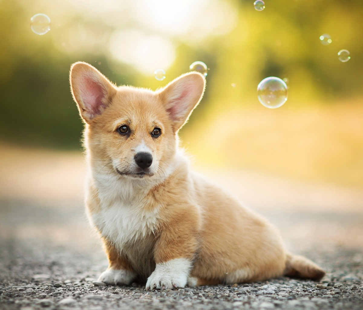 Download mobile wallpaper Dogs, Dog, Animal, Puppy, Bubble, Corgi, Baby Animal, Depth Of Field for free.