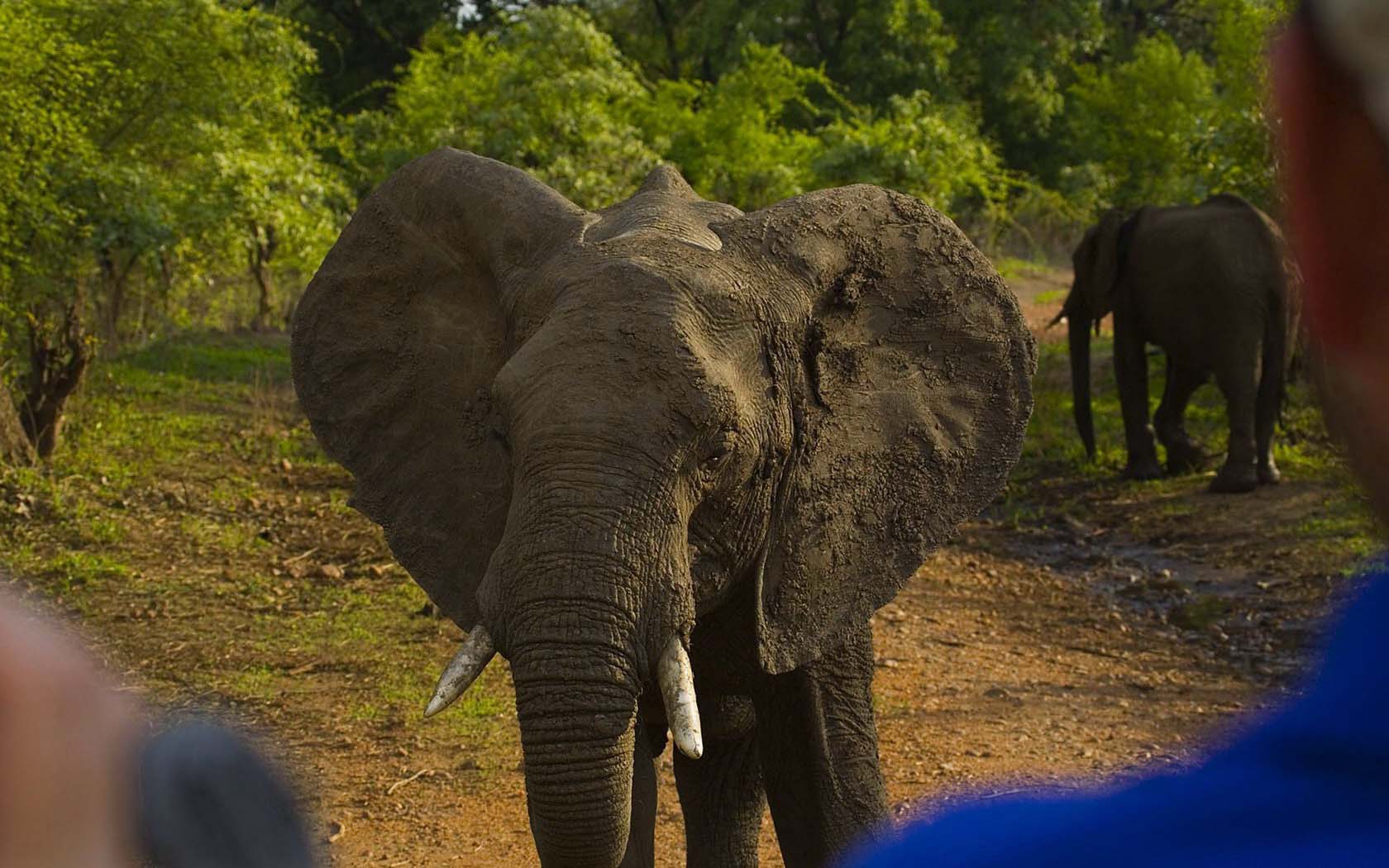 Descarga gratuita de fondo de pantalla para móvil de Animales, Elefante Africano De Sabana.