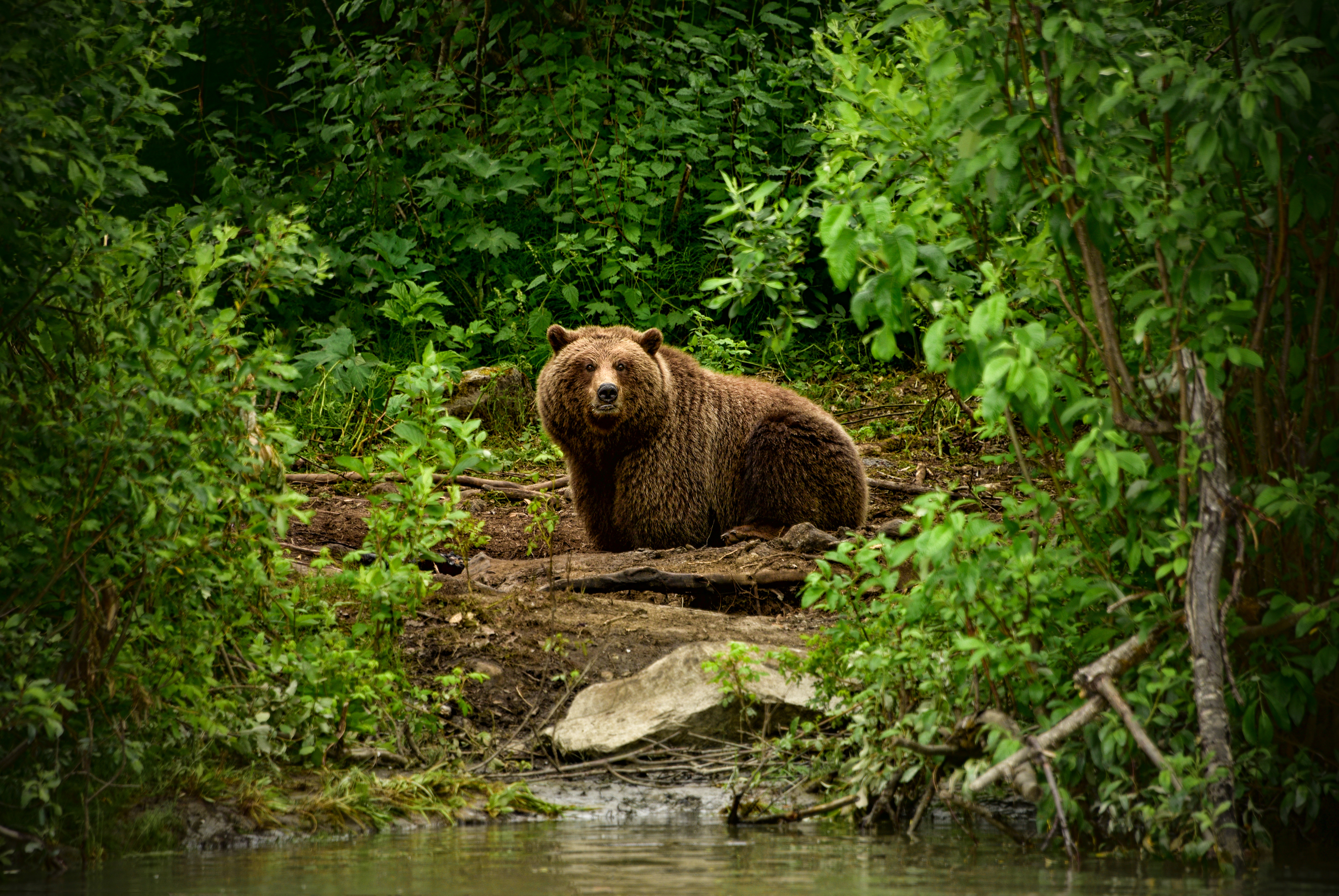 1525611 descargar fondo de pantalla animales, oso, oso café, bosque, mirar fijamente, osos: protectores de pantalla e imágenes gratis