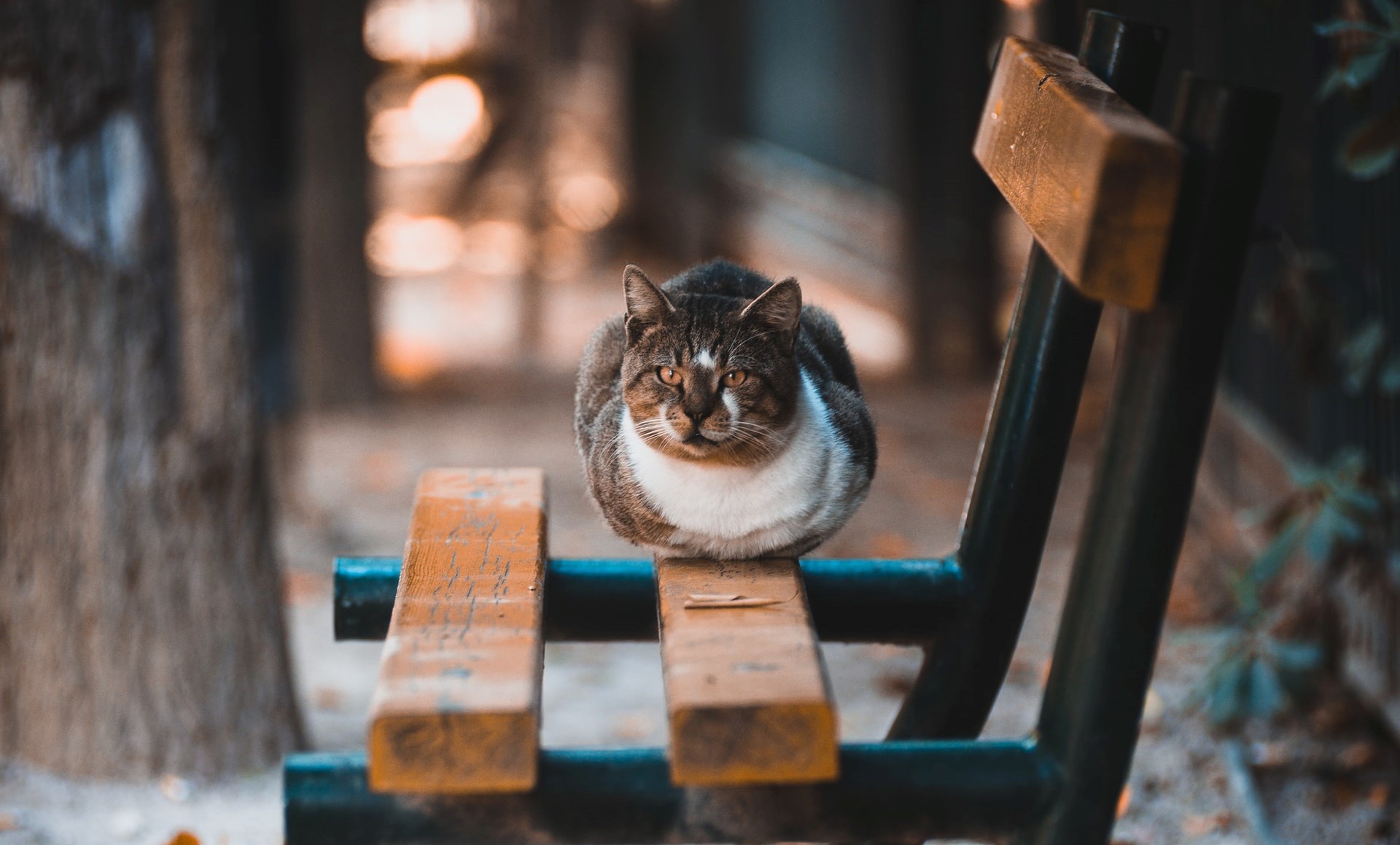 Baixe gratuitamente a imagem Gato, Gatos, Animais na área de trabalho do seu PC