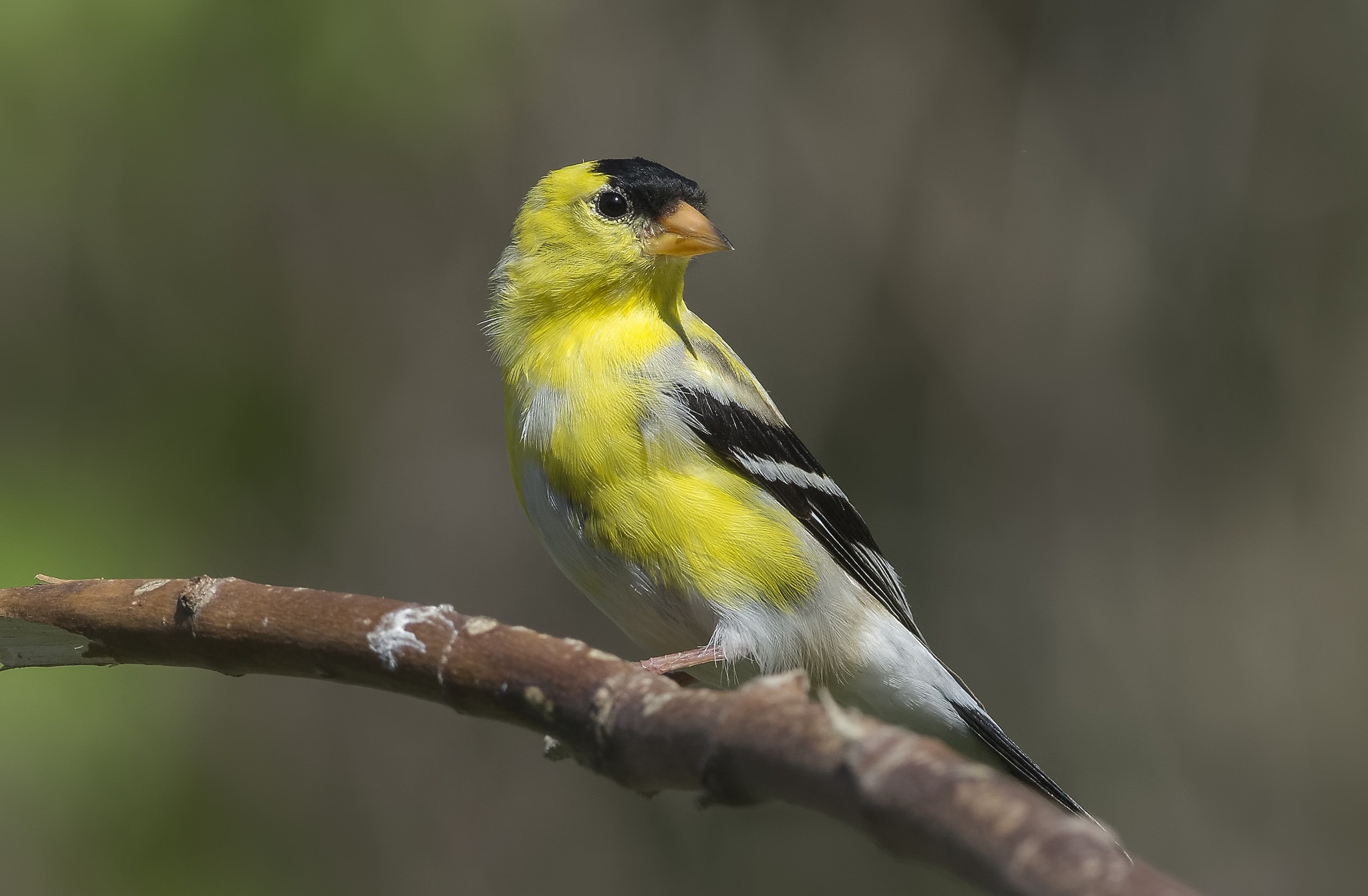 Free download wallpaper Birds, Bird, Animal, Goldfinch on your PC desktop