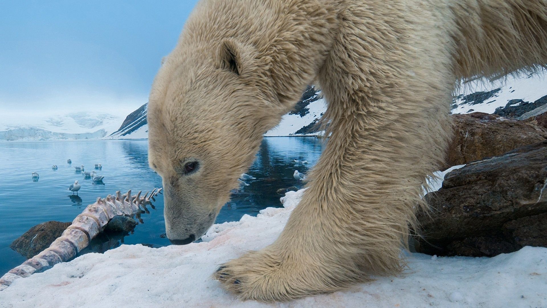 無料モバイル壁紙動物, ストーンズ, 雪, 北極熊, ホッキョクグマをダウンロードします。
