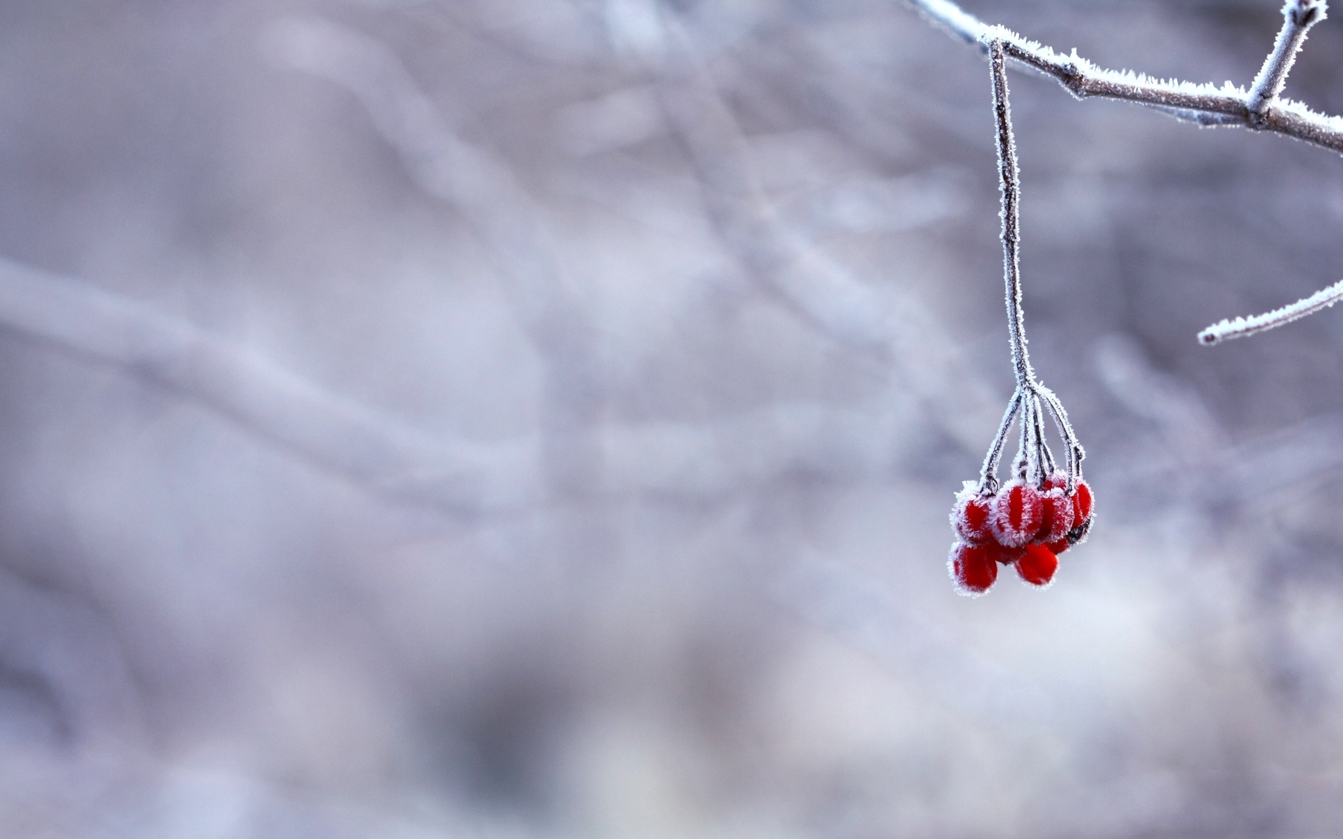 Free download wallpaper Food, Berry on your PC desktop