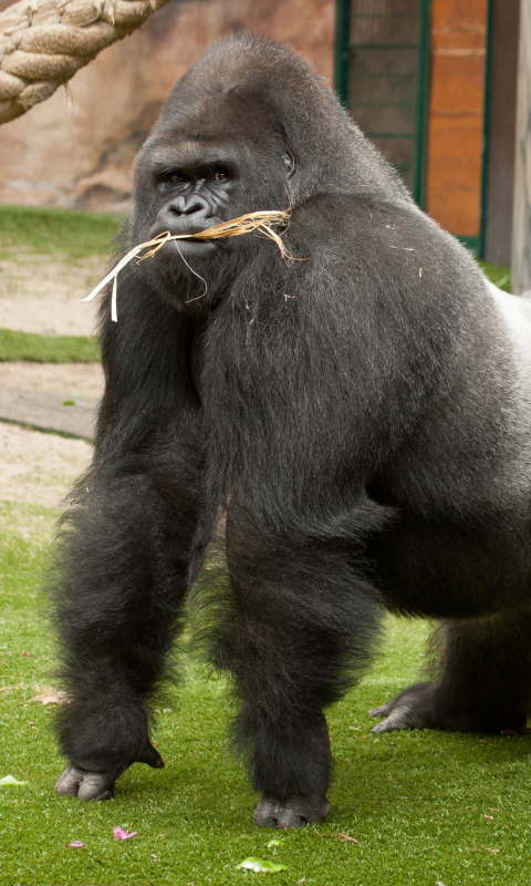 Handy-Wallpaper Tiere, Gorilla, Affen kostenlos herunterladen.