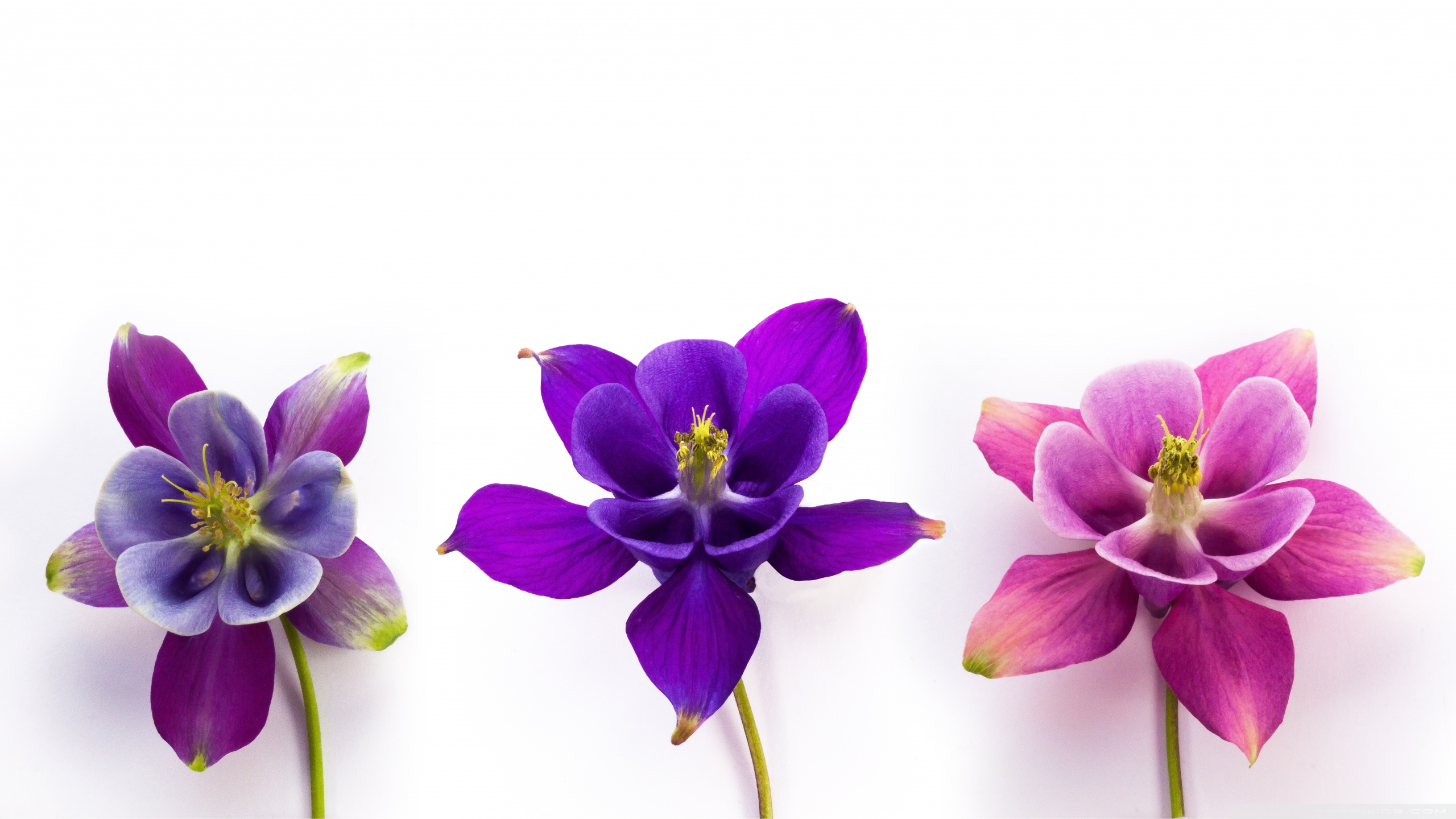 Laden Sie das Blume, Lila Blume, Menschengemacht, Pinke Blume, Akelei-Bild kostenlos auf Ihren PC-Desktop herunter