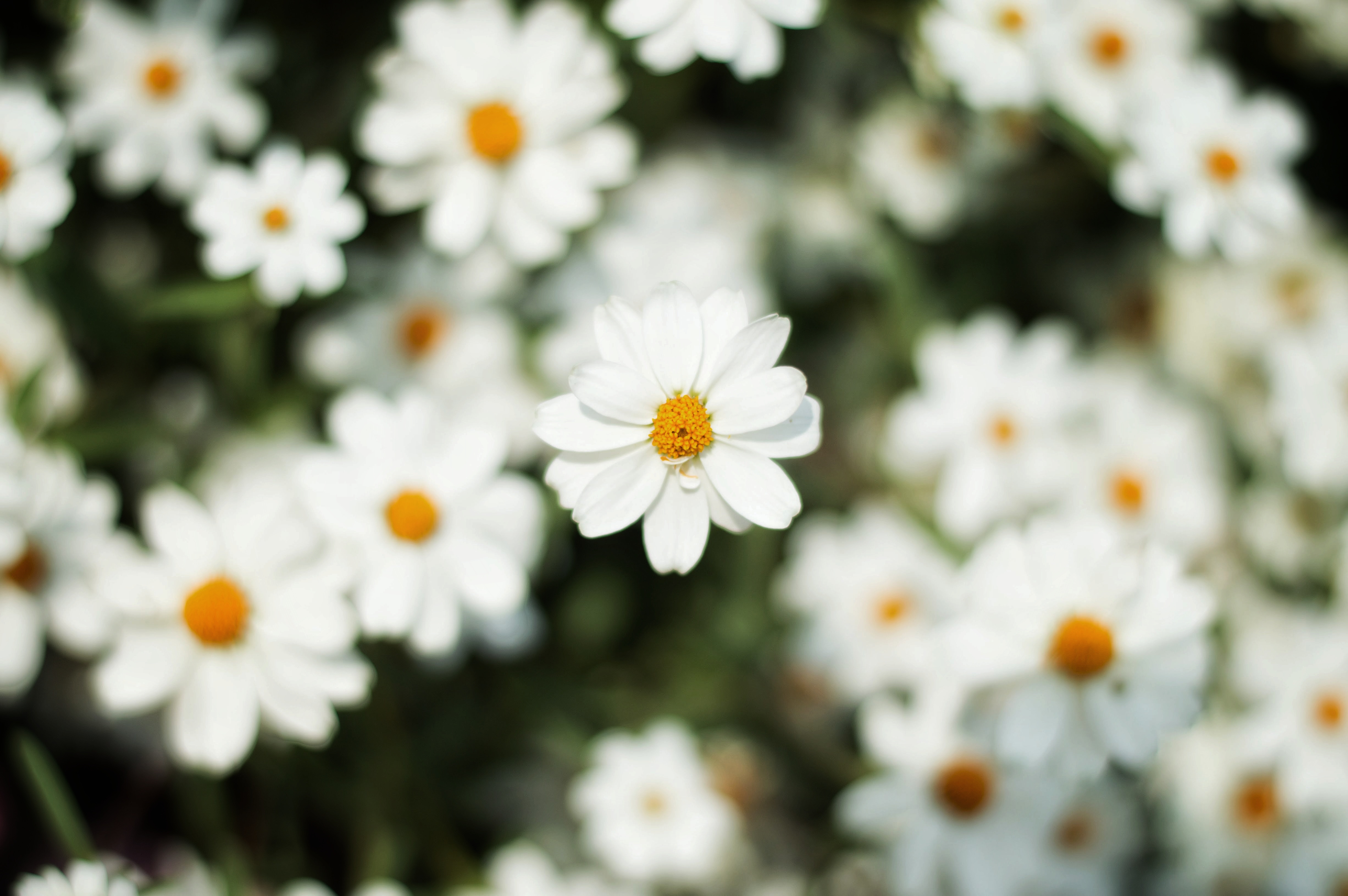 Free download wallpaper Nature, Flowers, Flower, Earth, Daisy, White Flower on your PC desktop