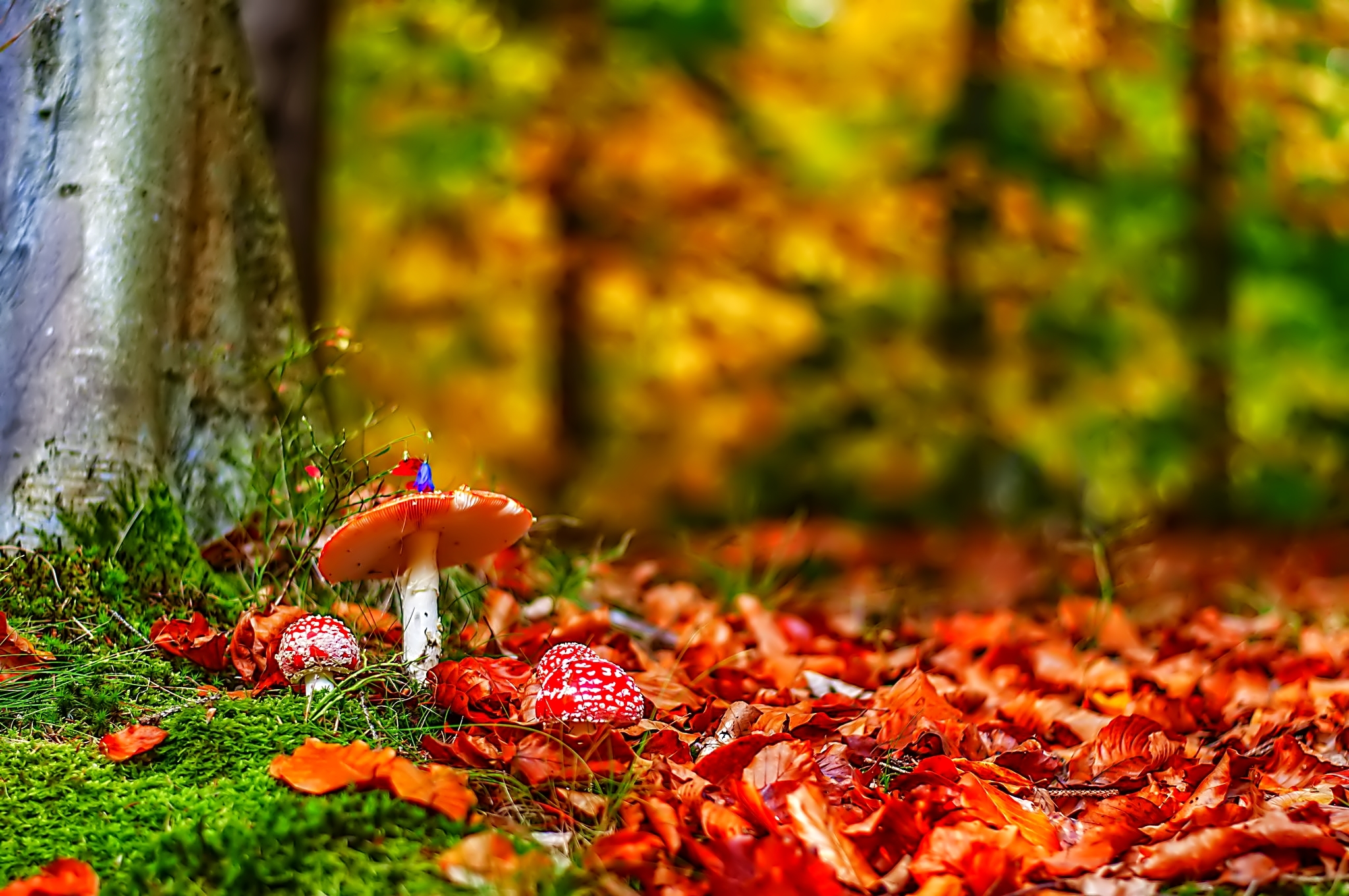 Download mobile wallpaper Nature, Forest, Fall, Earth, Mushroom, Bokeh for free.