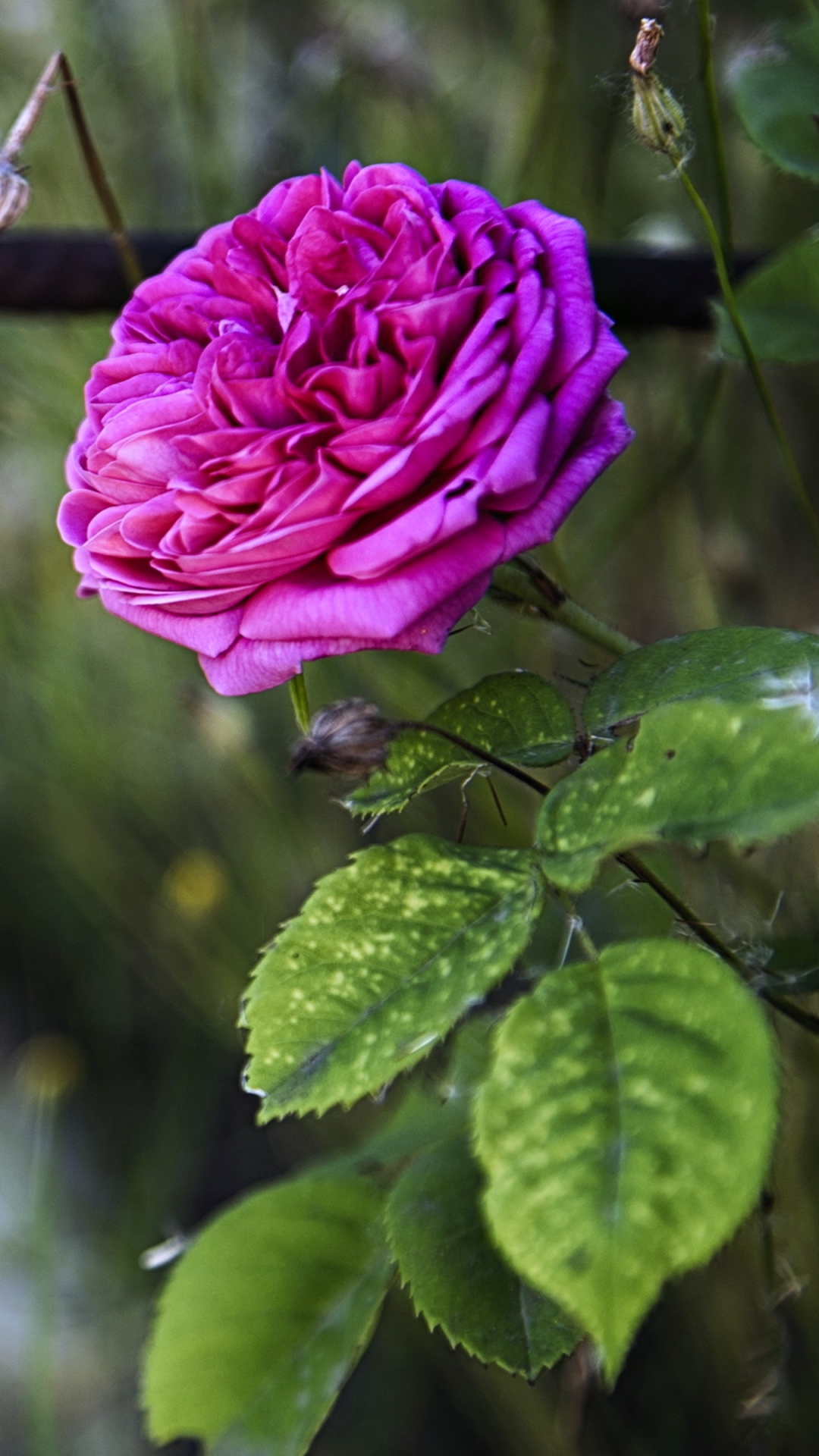 Handy-Wallpaper Blumen, Blume, Rose, Frühling, Erde/natur, Pinke Rose kostenlos herunterladen.