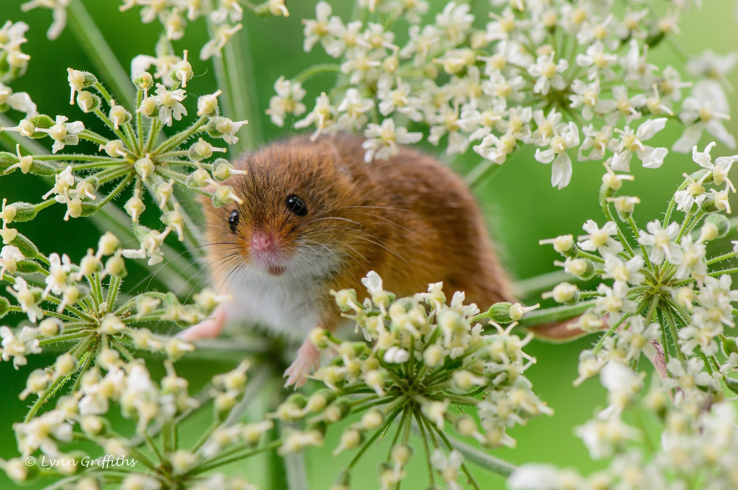 plant, mouse, grass, animals, rodent, little mouse, baby mouse