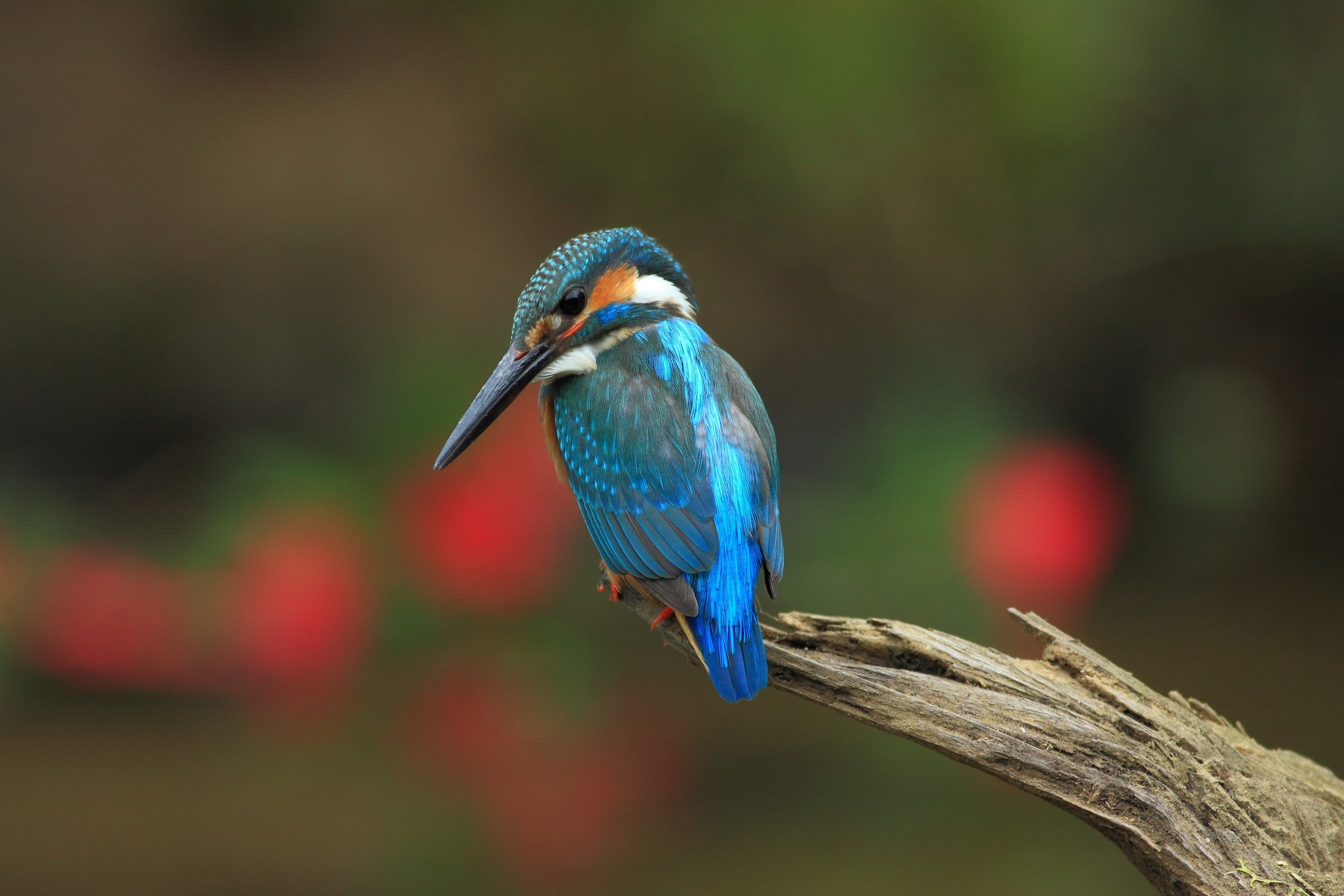 Download mobile wallpaper Birds, Bird, Branch, Animal, Kingfisher for free.