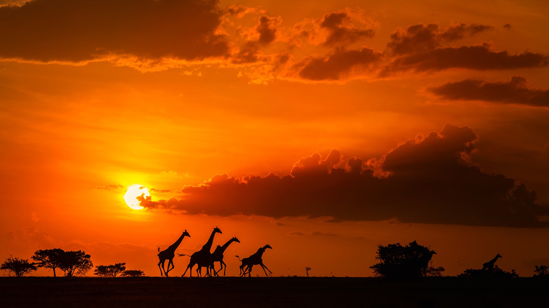 Скачать обои бесплатно Животные, Закат, Саванна, Облака, Силуэт, Африка, Жирафа картинка на рабочий стол ПК
